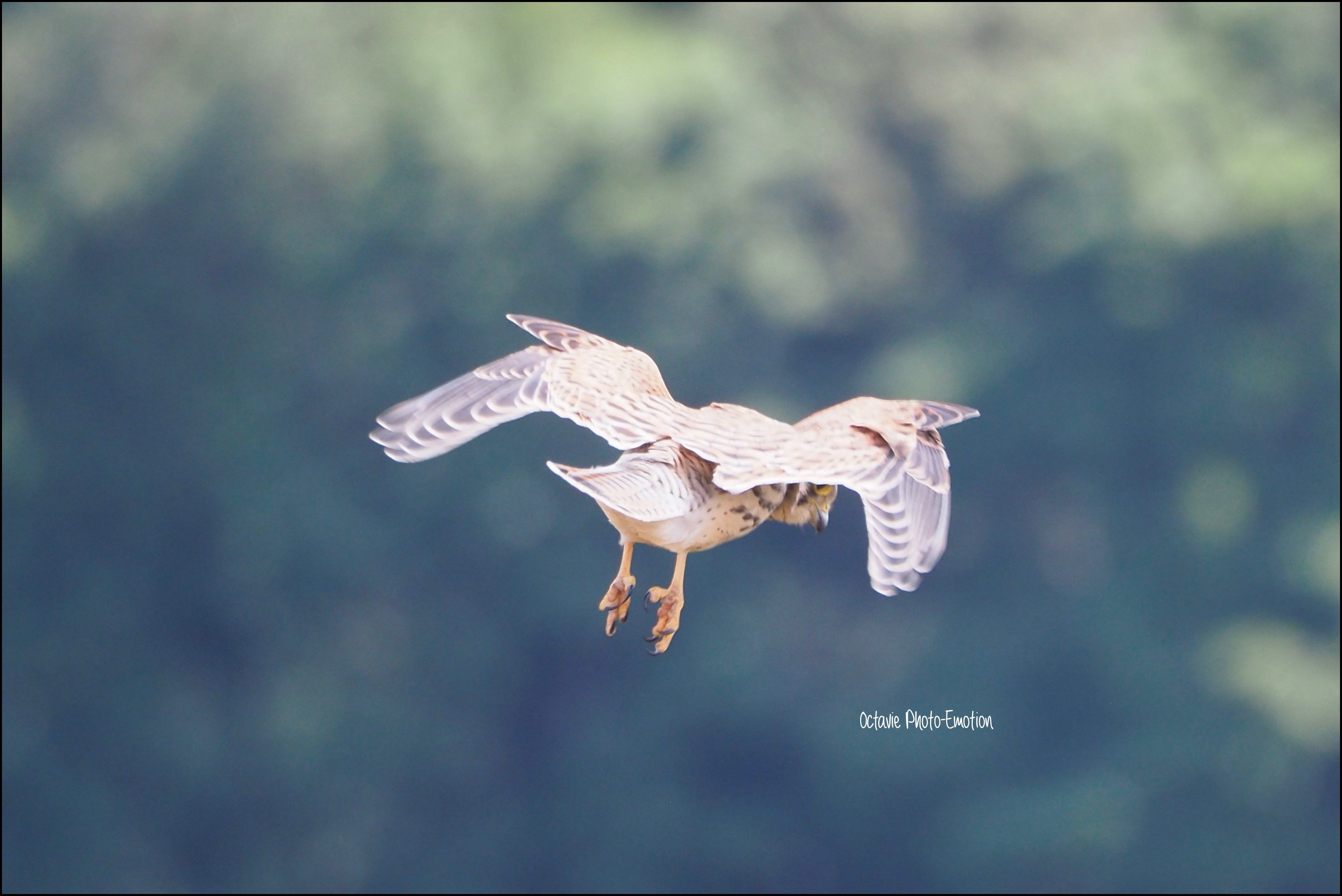 The hunting buzzard