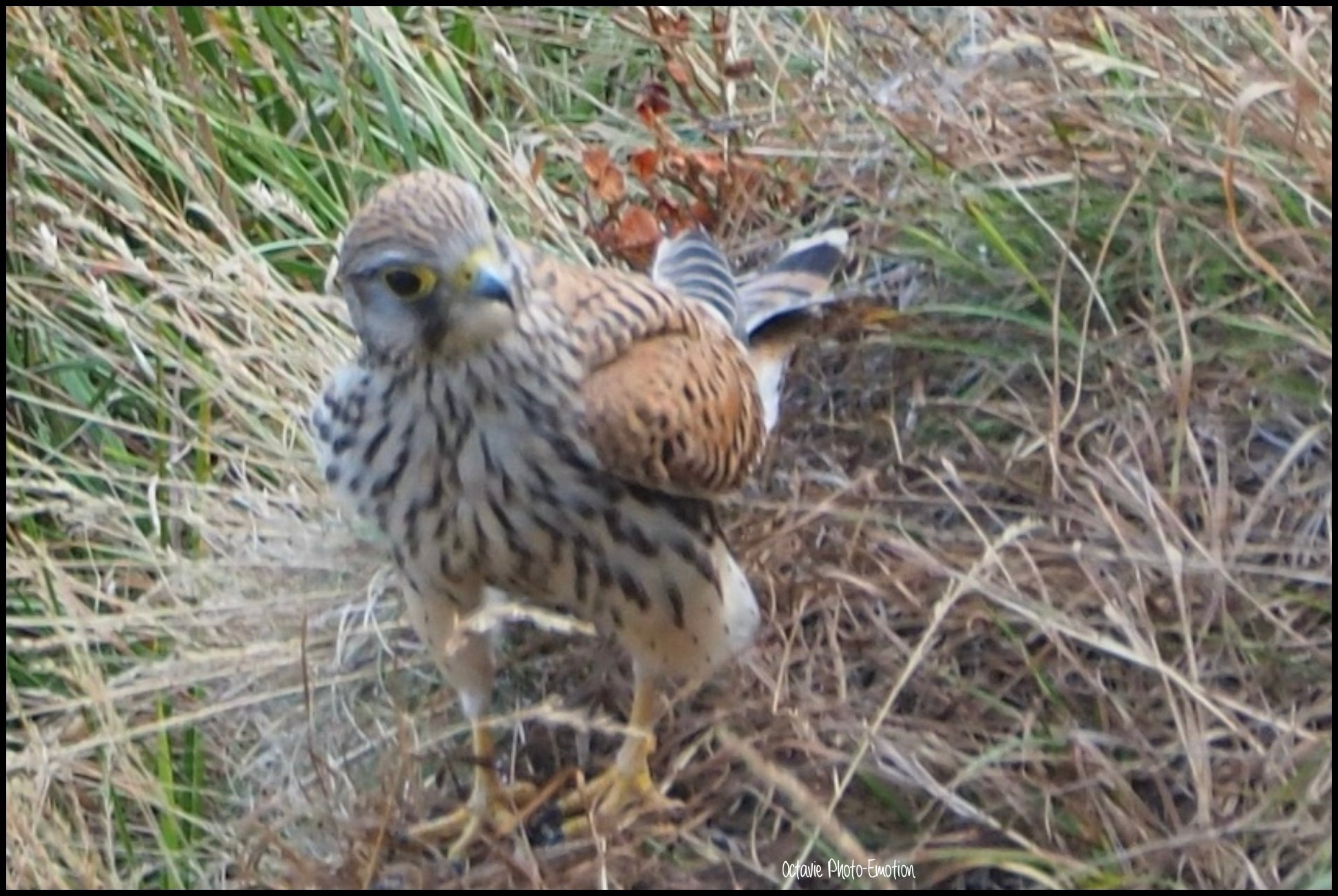 The hunting buzzard