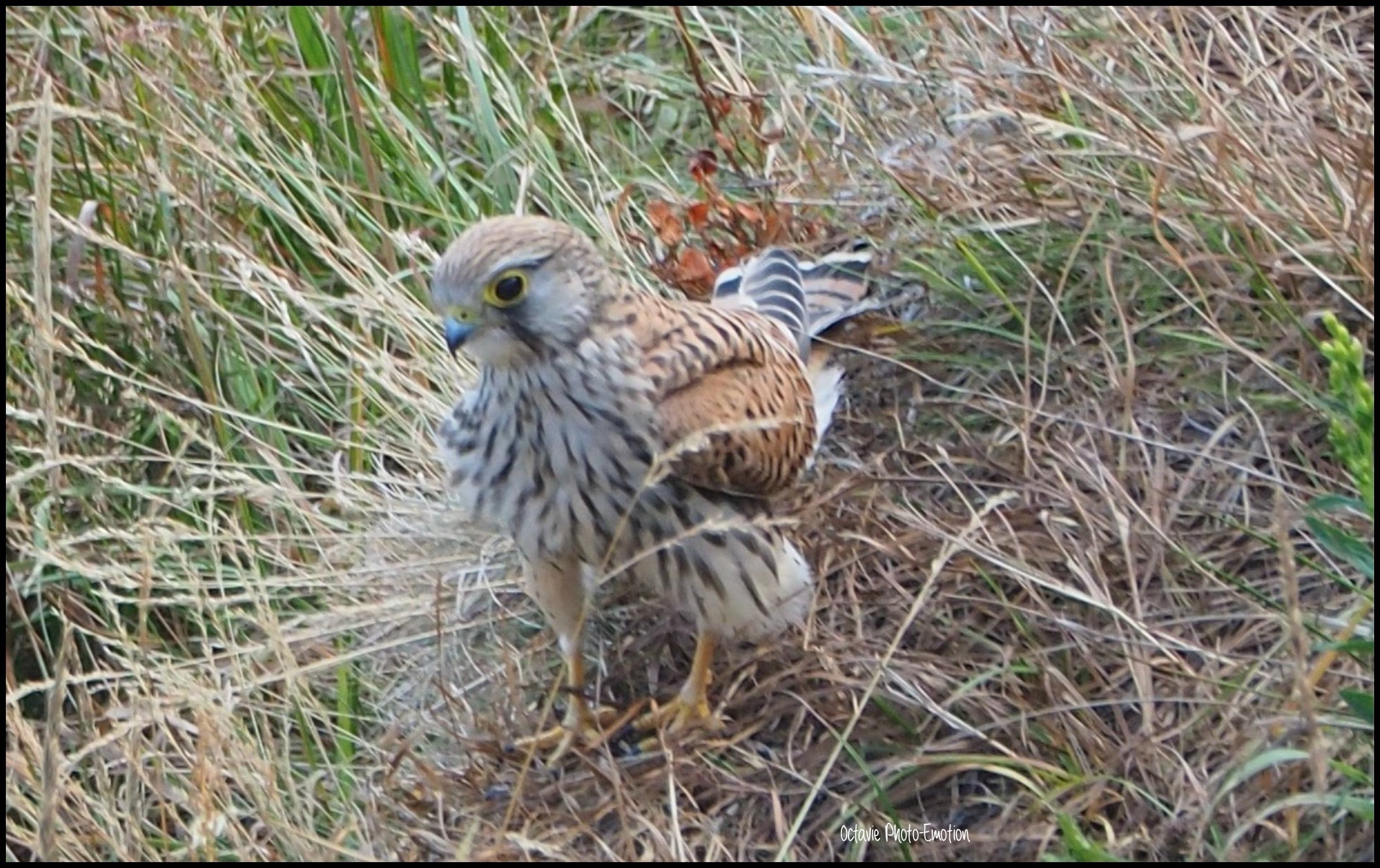 The hunting buzzard