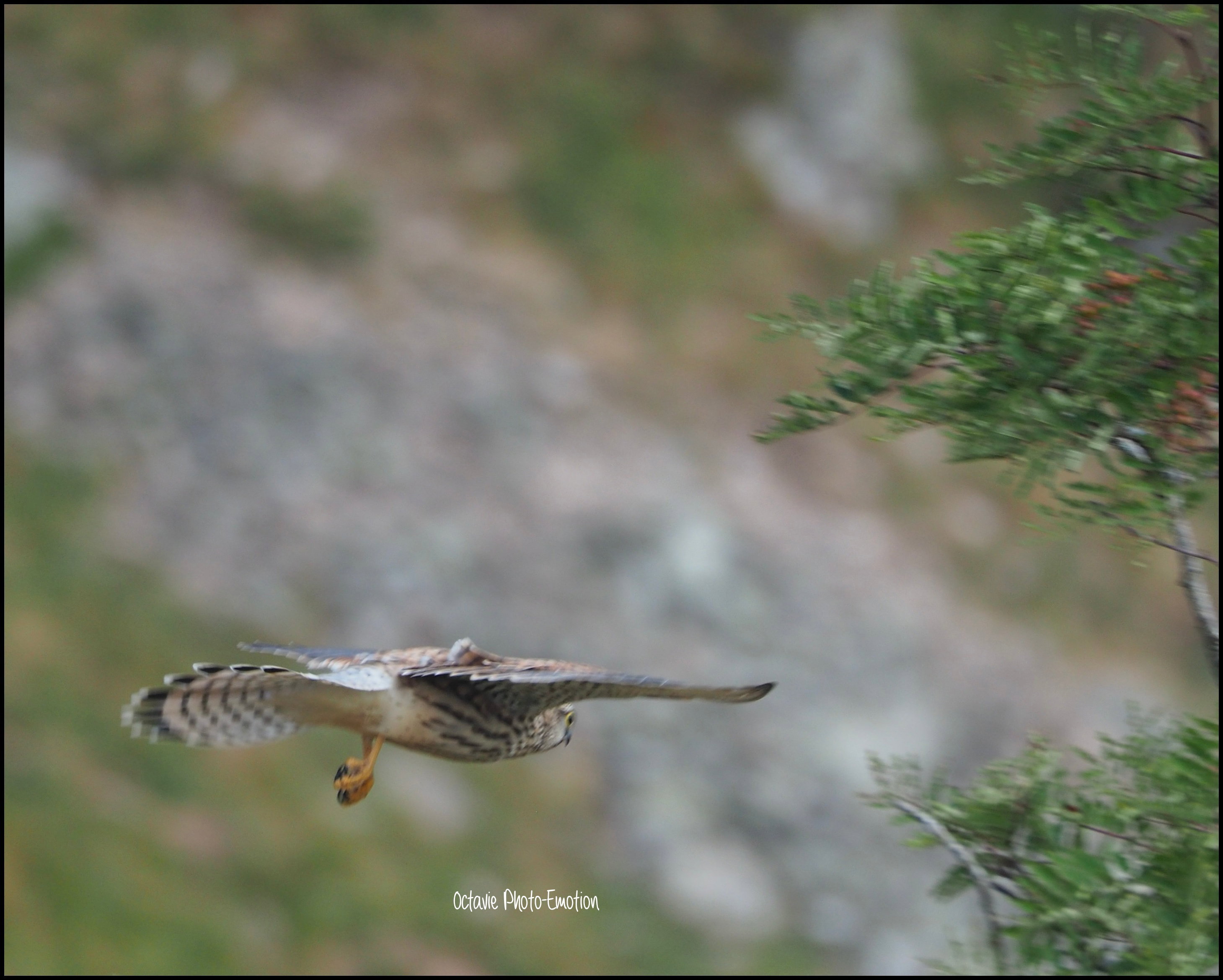 The hunting buzzard