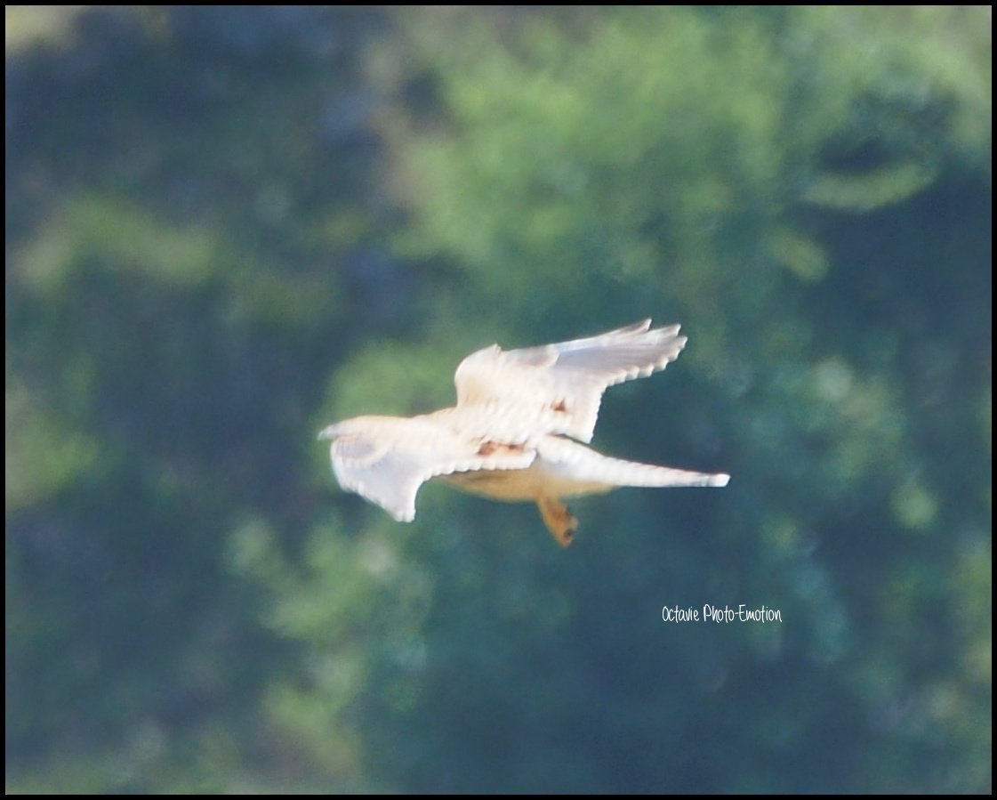 The hunting buzzard