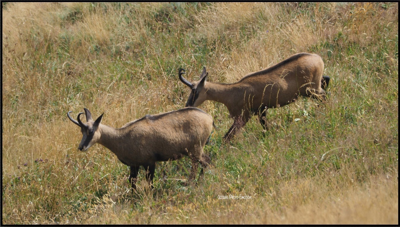 Young couple of chamois in the Vosges