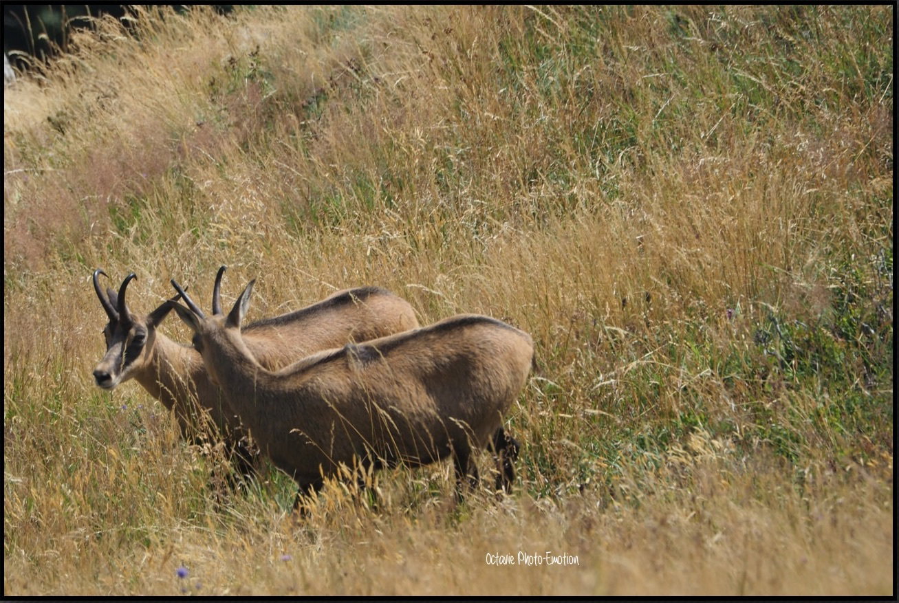 Young couple of chamois in the Vosges