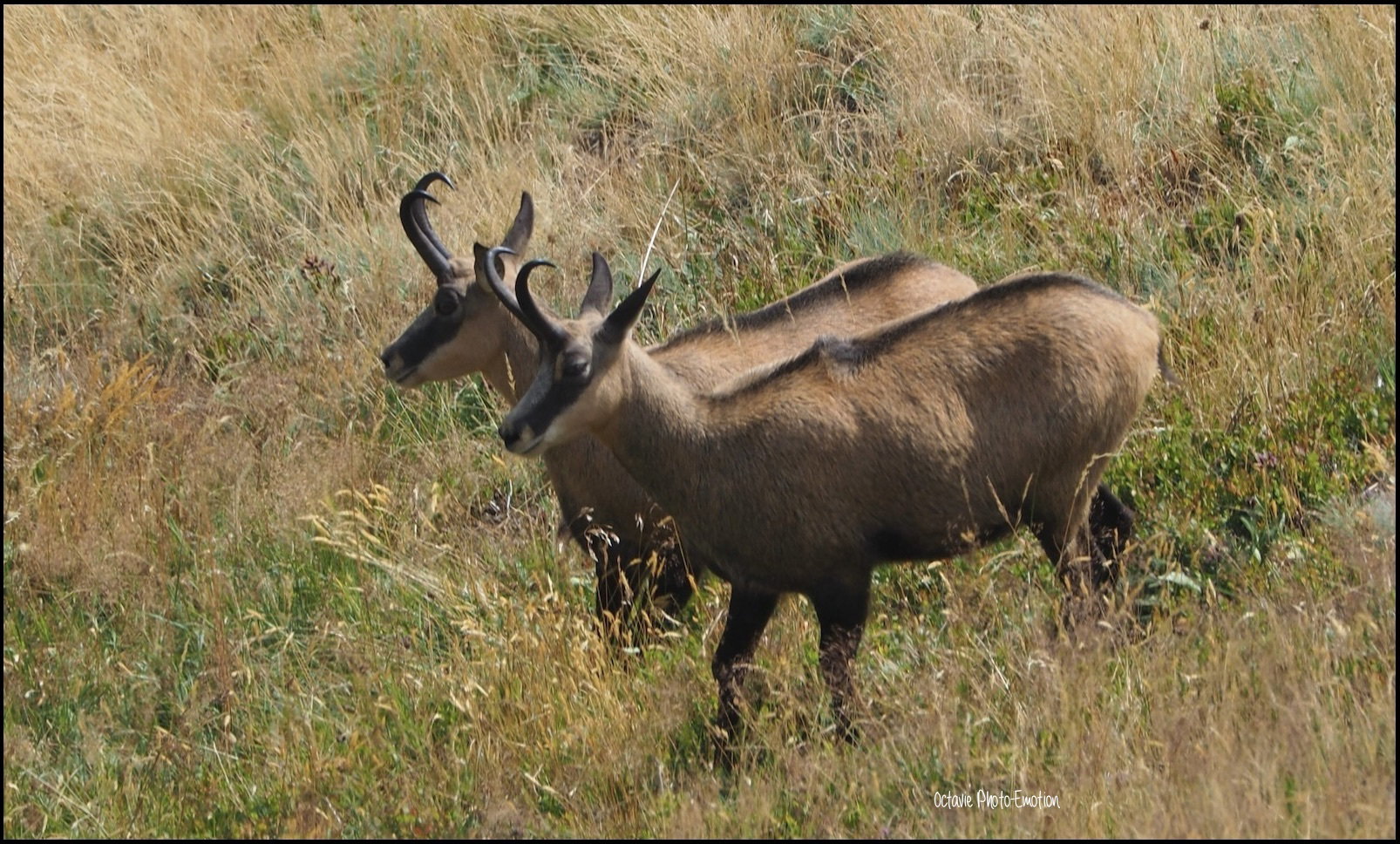 Young couple of chamois in the Vosges