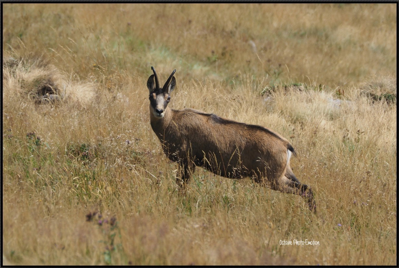 Young couple of chamois in the Vosges
