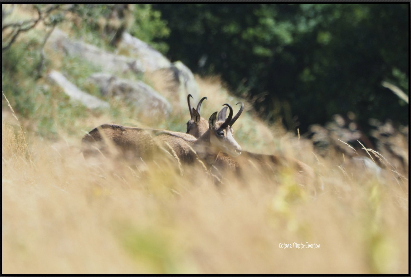 Young couple of chamois in the Vosges