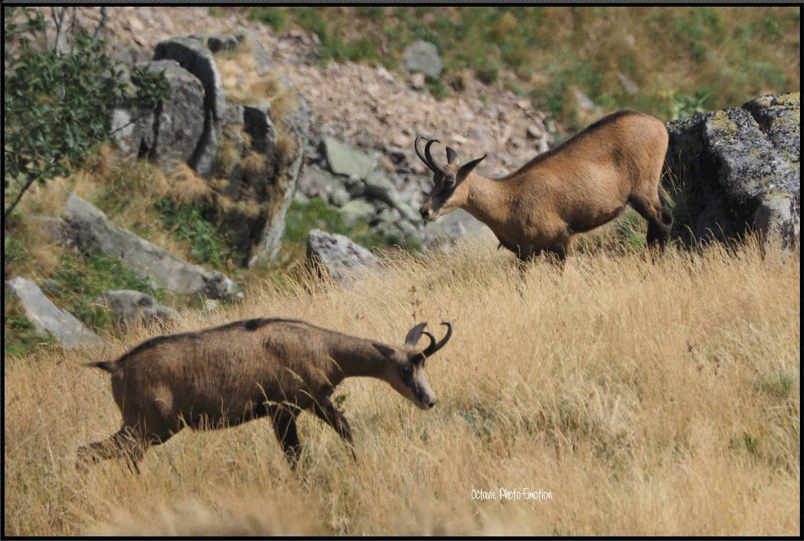 Young couple of chamois in the Vosges