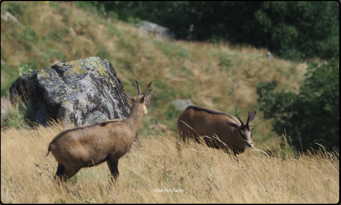 Young couple of chamois in the Vosges
