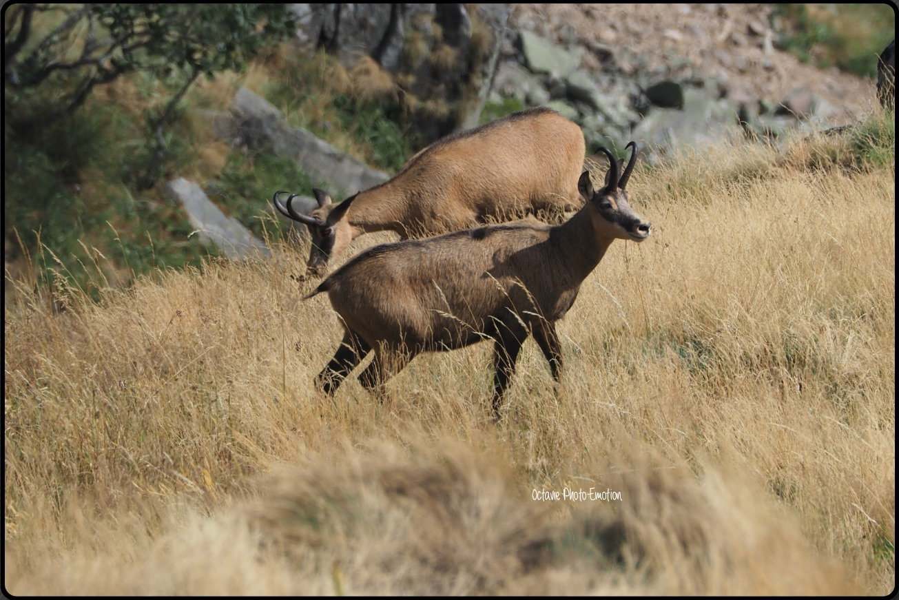 Young couple of chamois in the Vosges