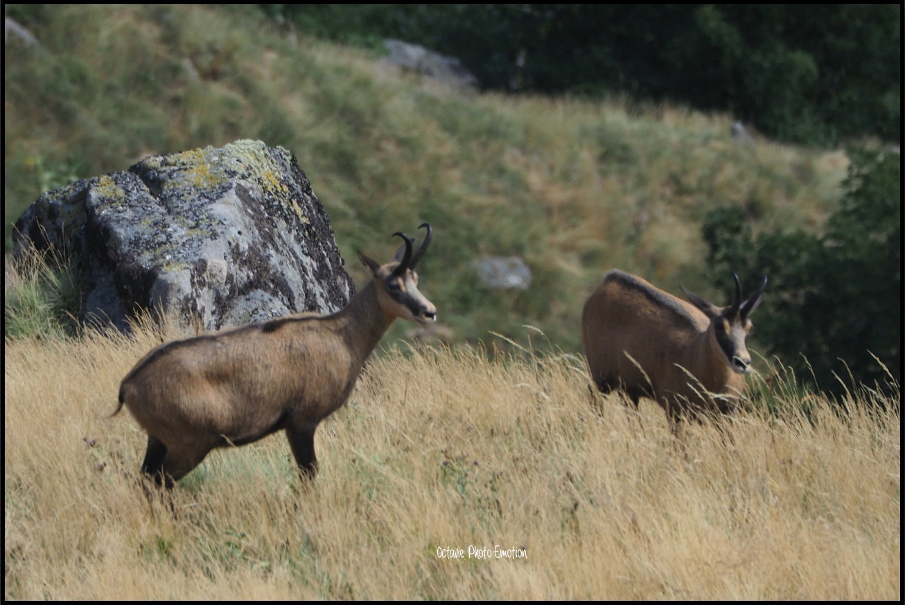 Young couple of chamois in the Vosges