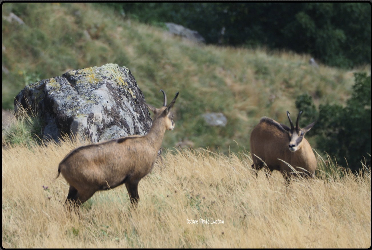 Young couple of chamois in the Vosges