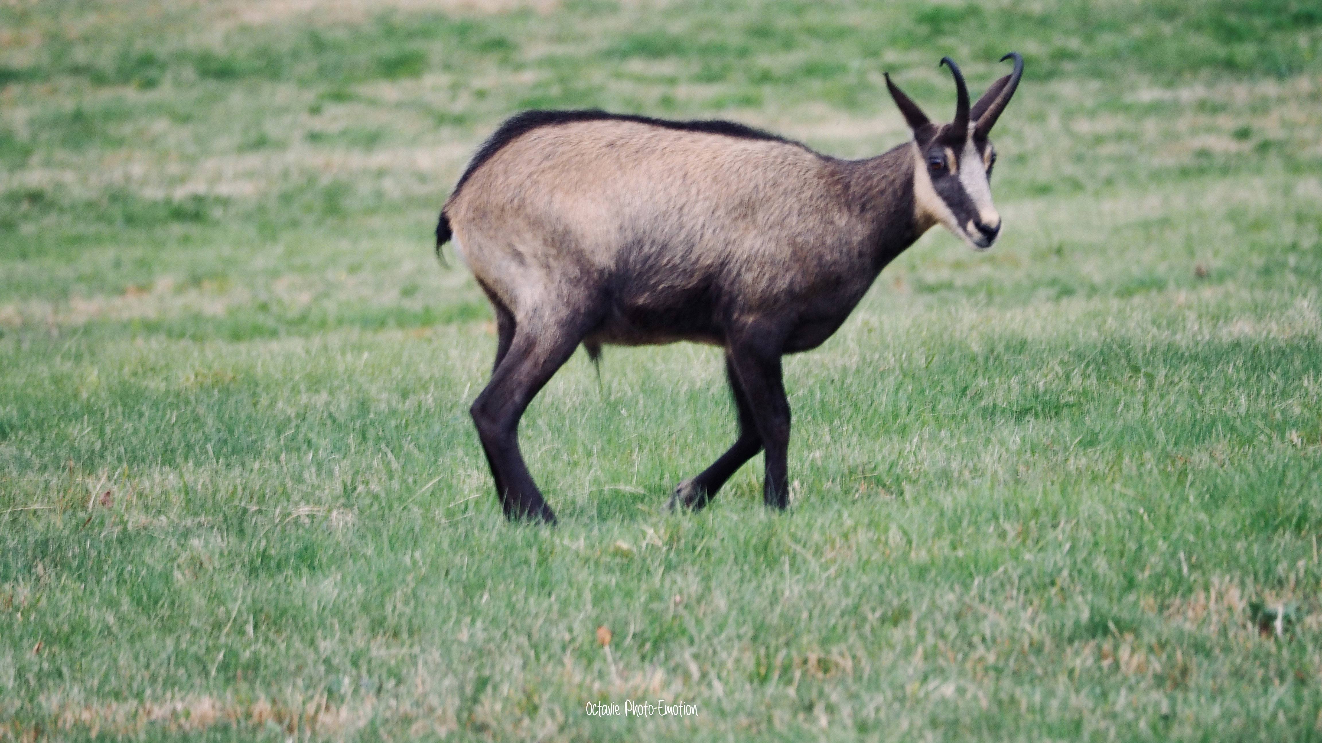 Zoom in on the Vosges chamois, mountain goat