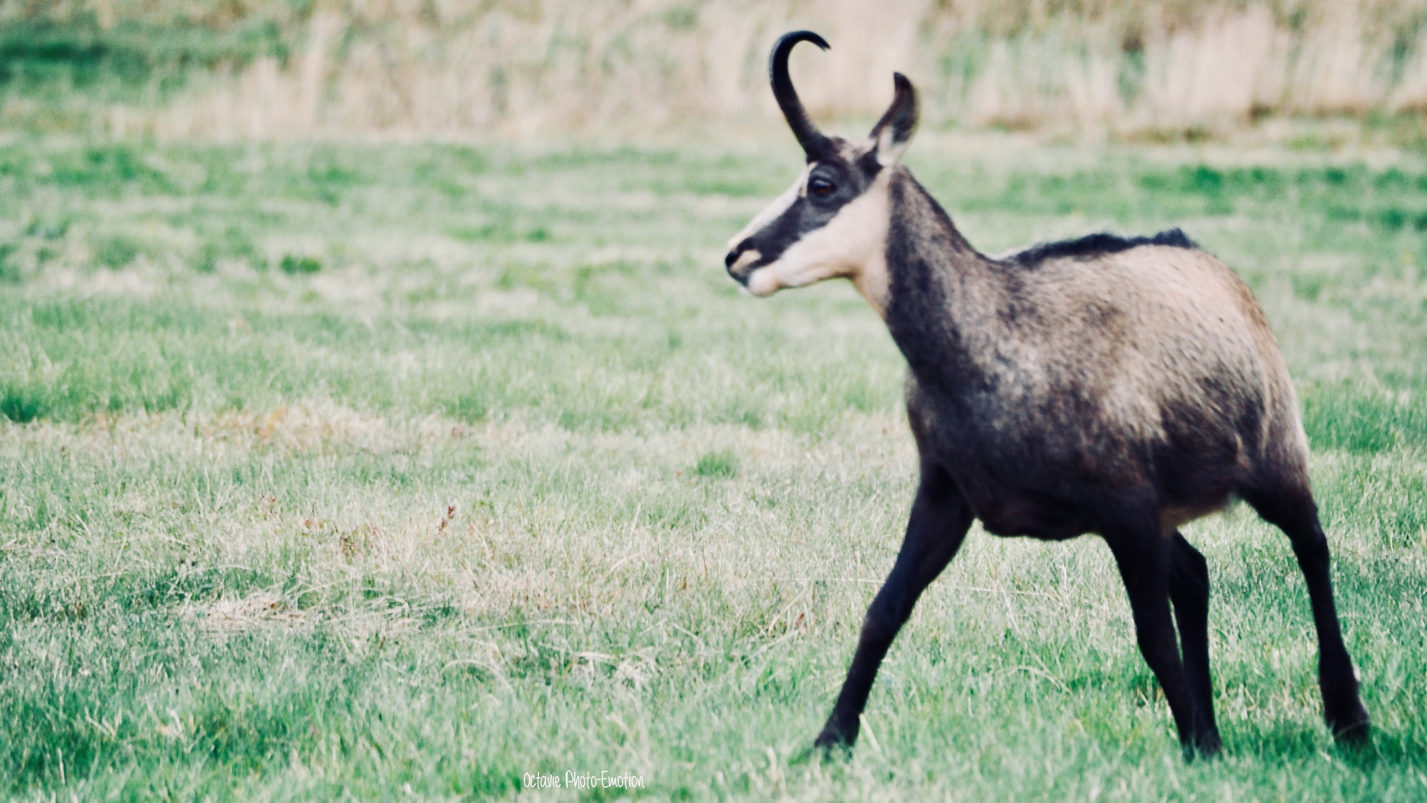 Zoom in on the Vosges chamois, mountain goat