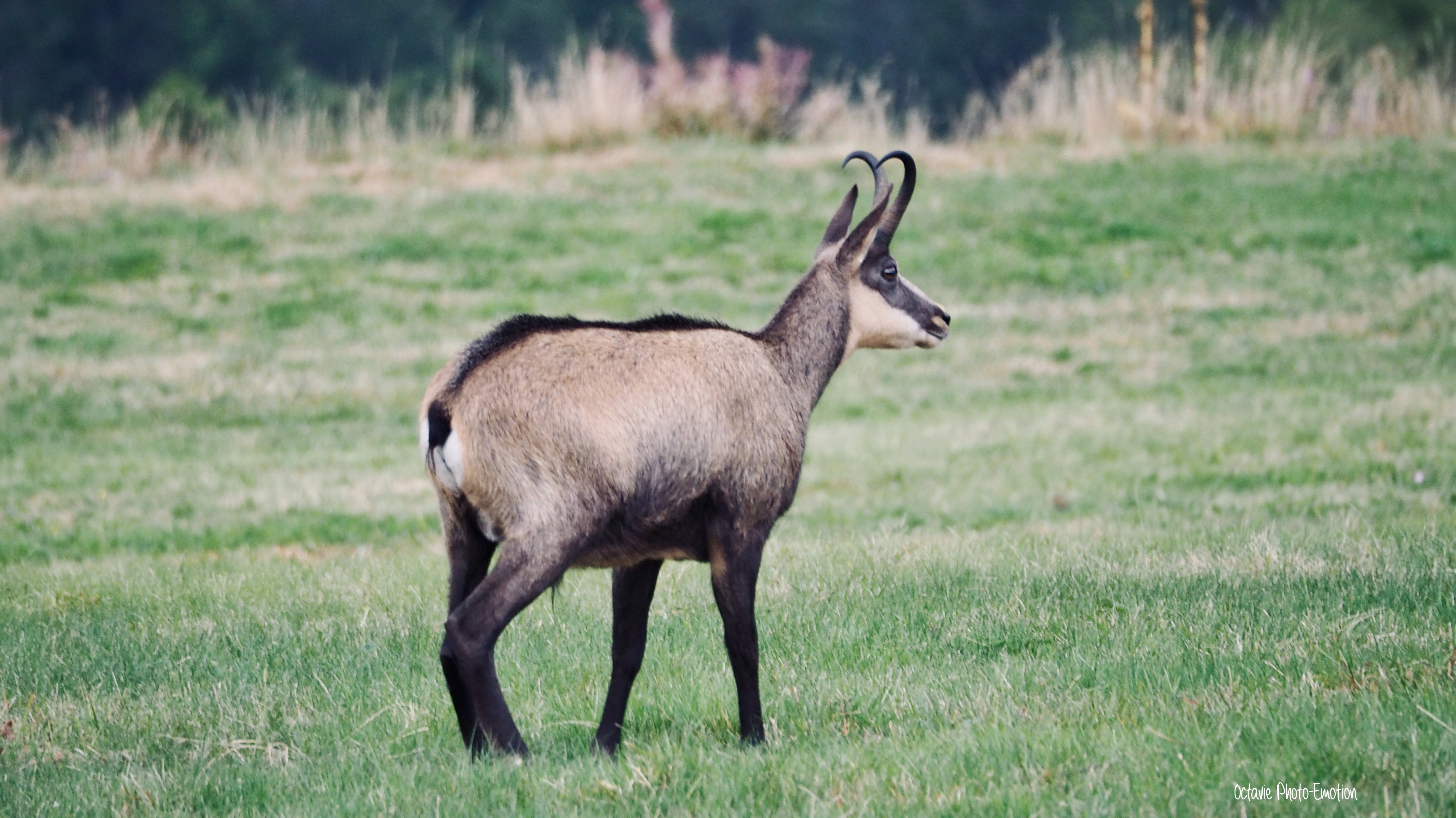 Zoom in on the Vosges chamois, mountain goat
