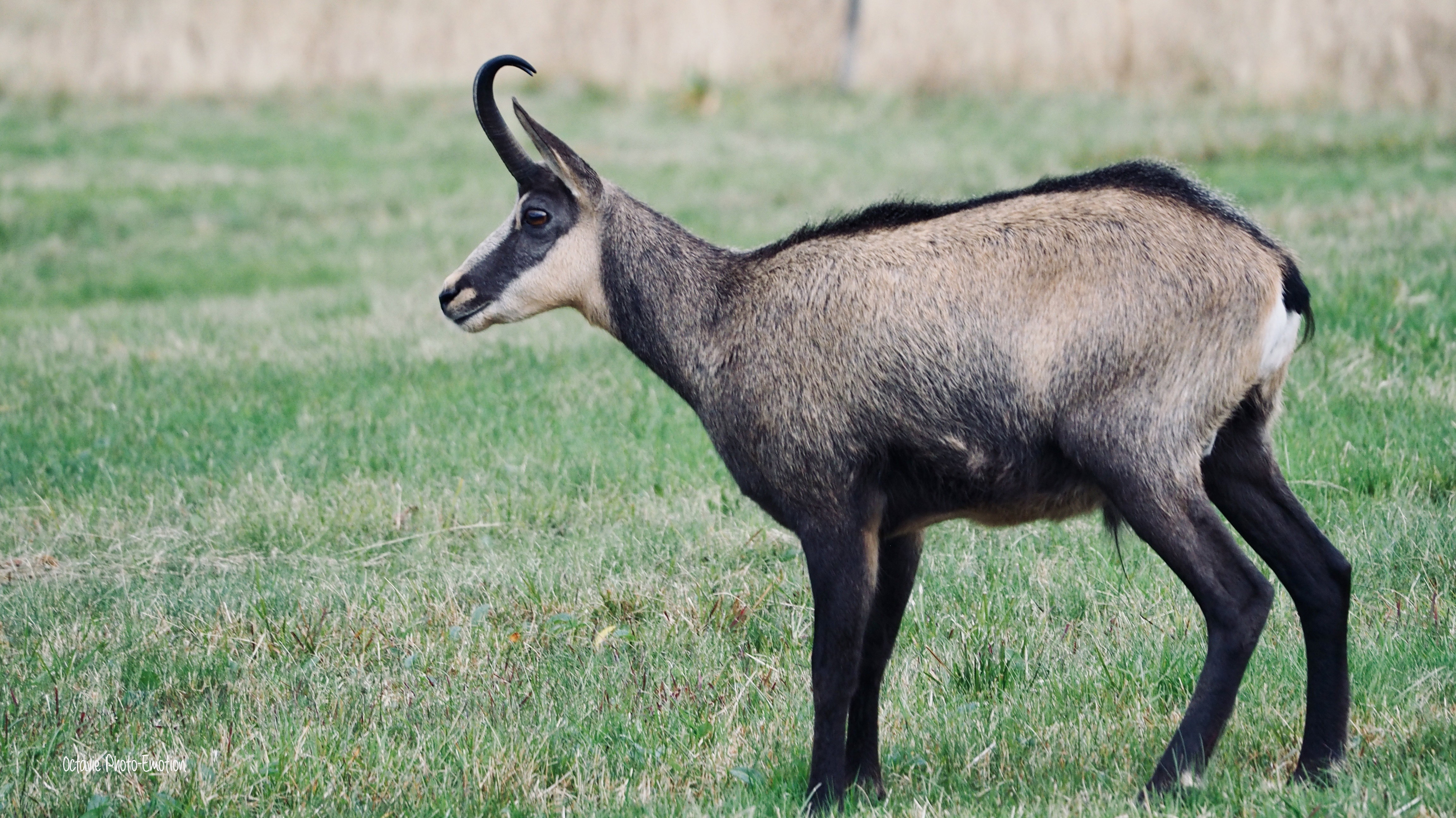Zoom in on the Vosges chamois, mountain goat