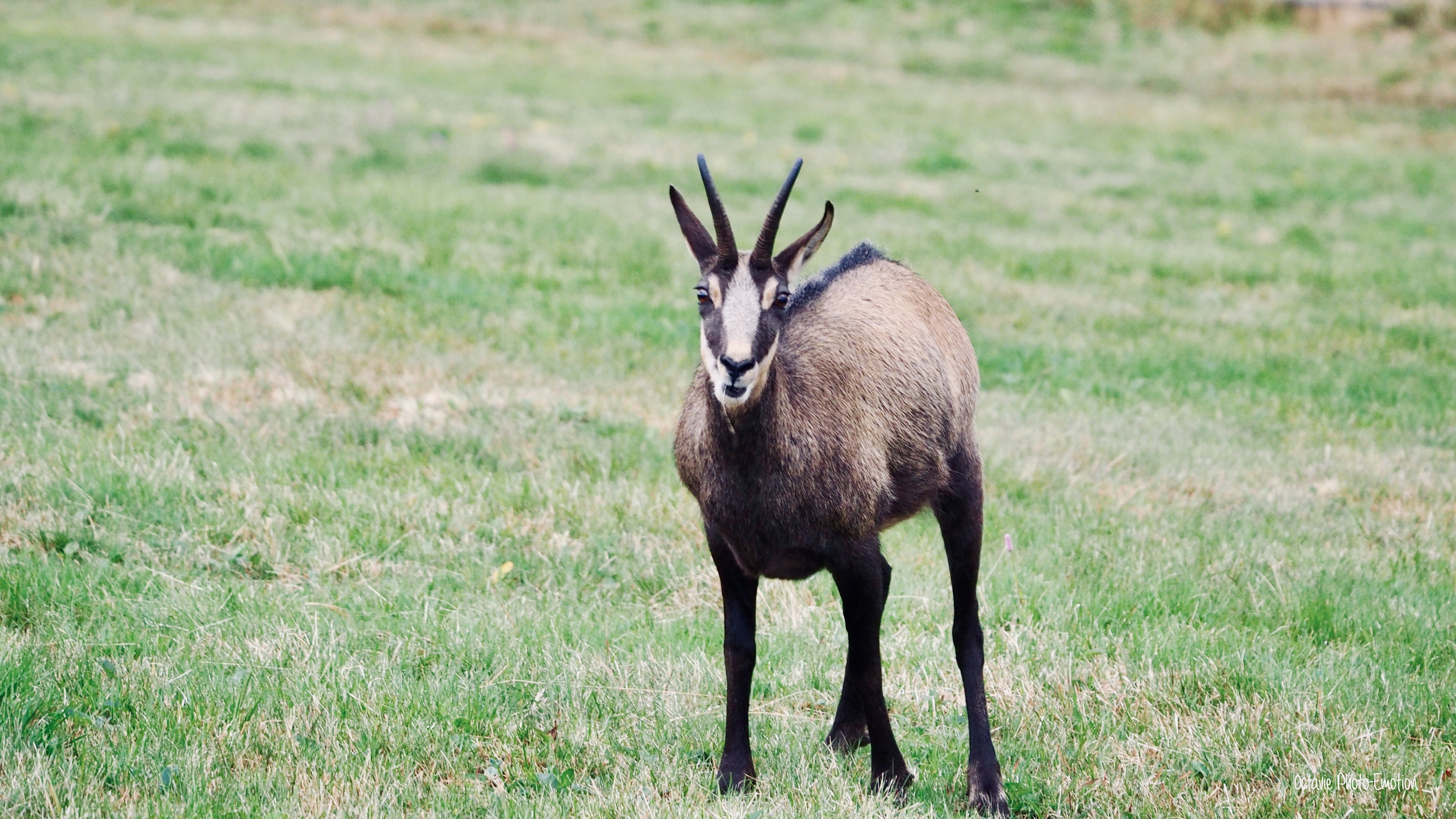 Zoom in on the Vosges chamois, mountain goat