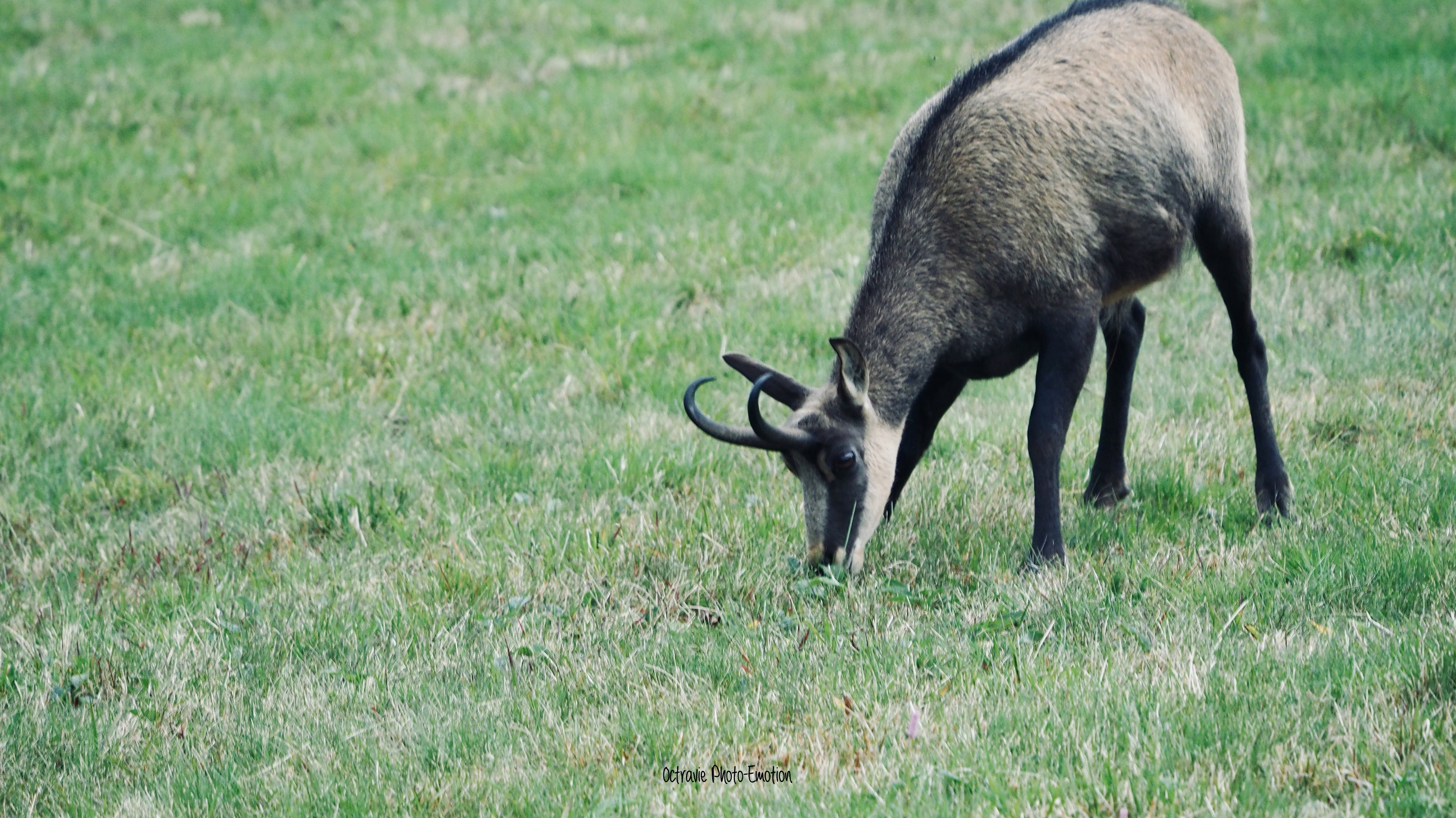 Zoom in on the Vosges chamois, mountain goat