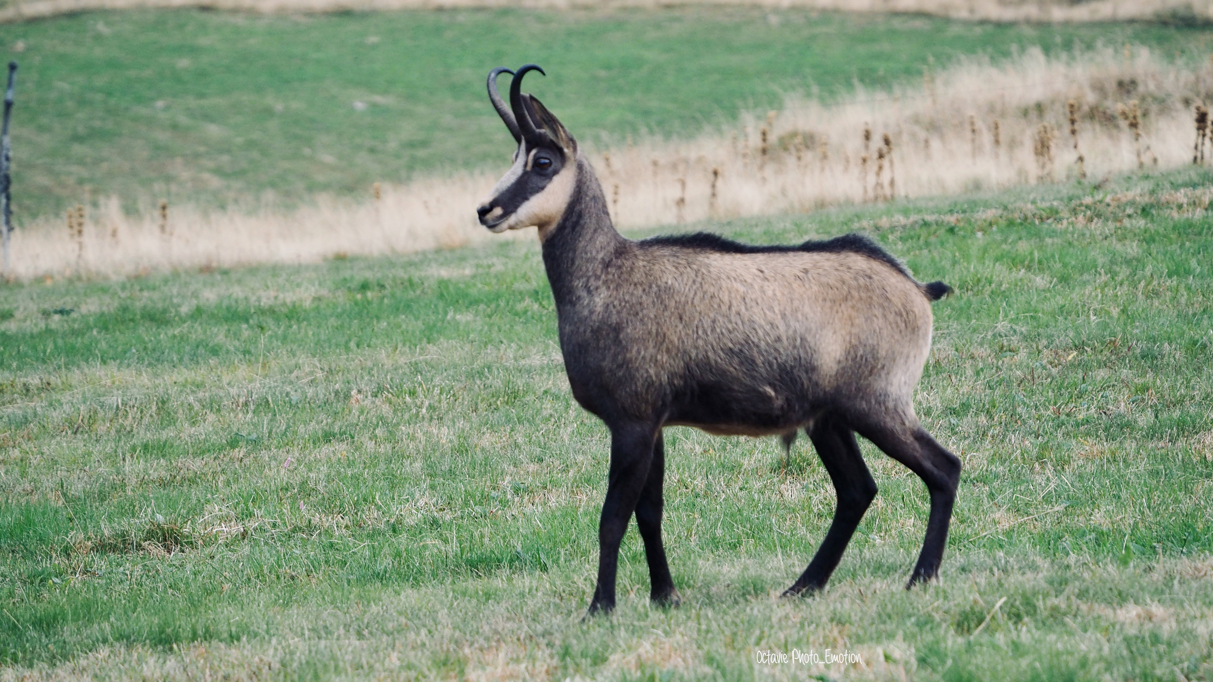 Zoom in on the Vosges chamois, mountain goat