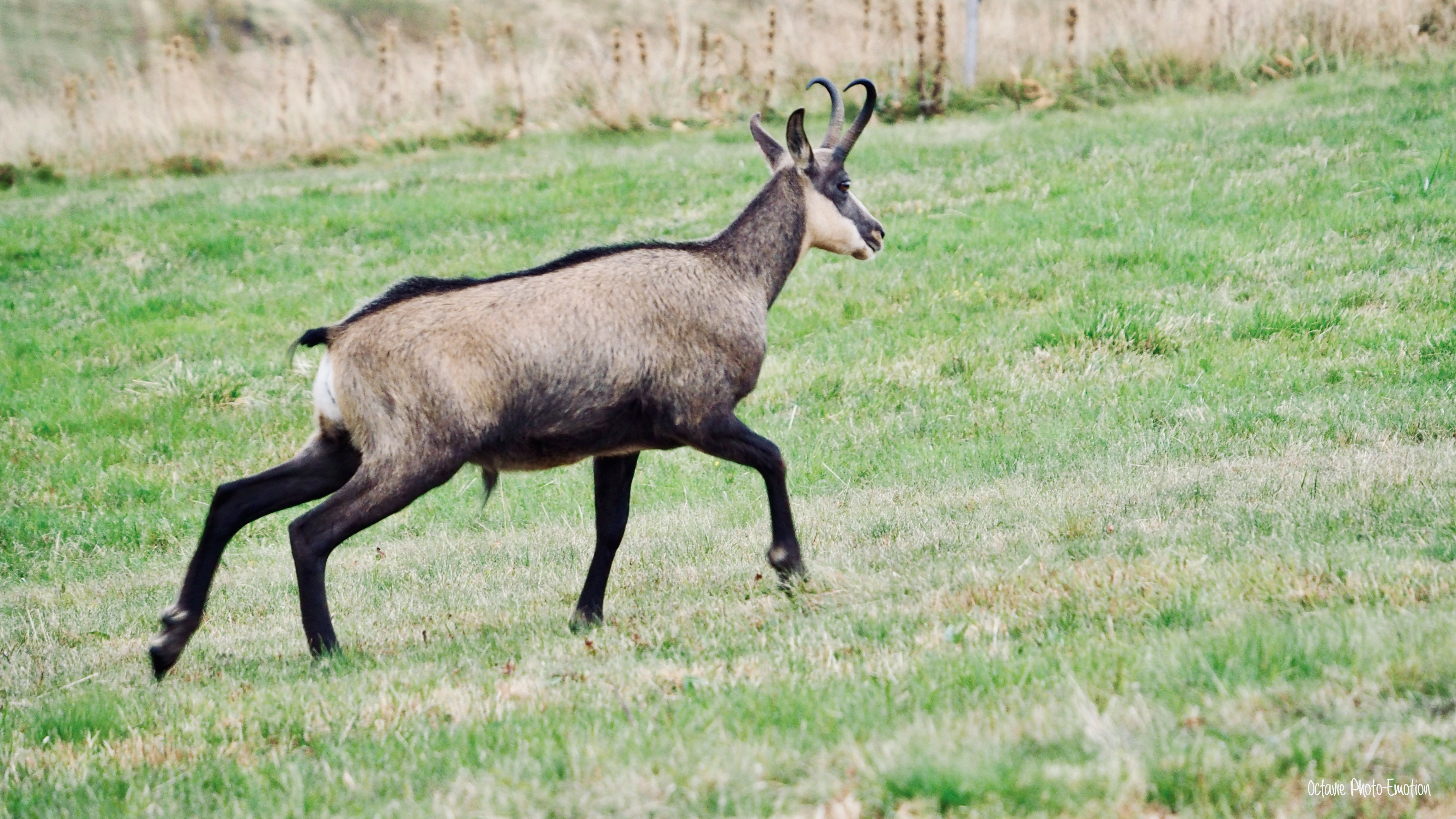 Zoom in on the Vosges chamois, mountain goat