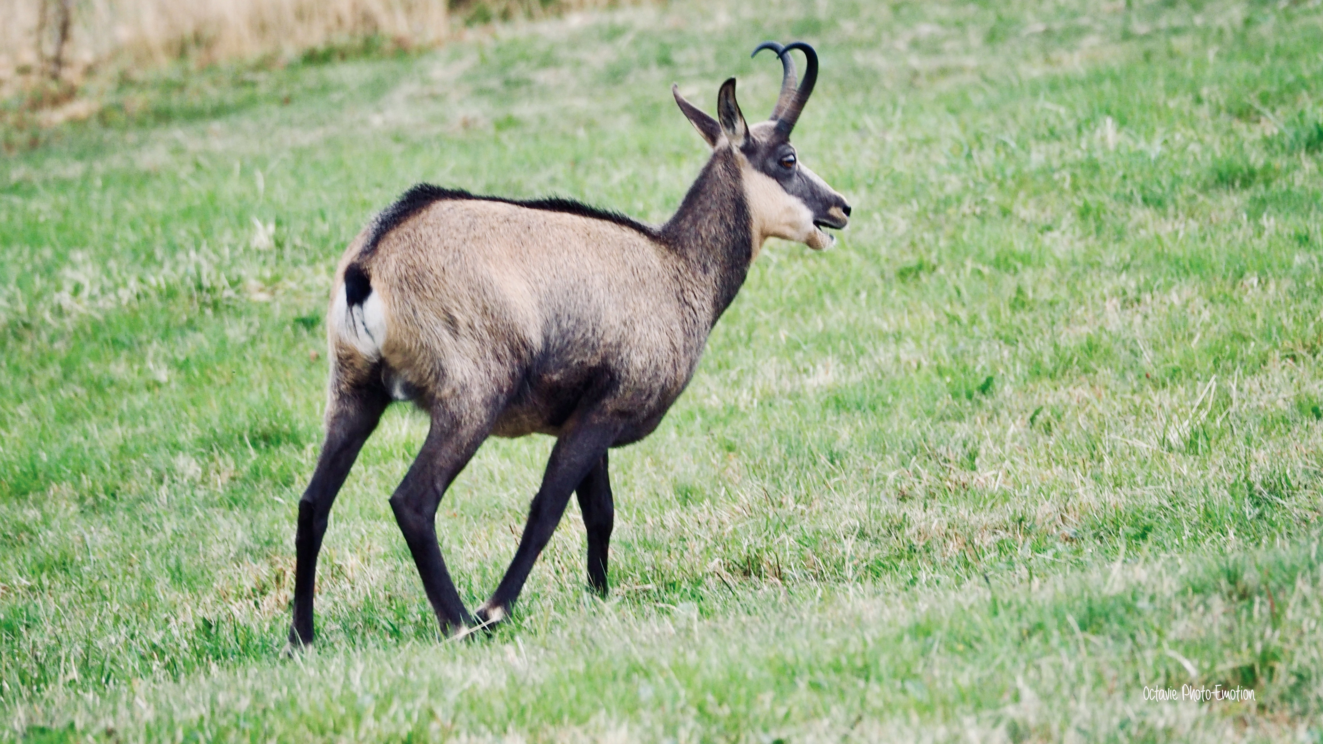 Zoom in on the Vosges chamois, mountain goat