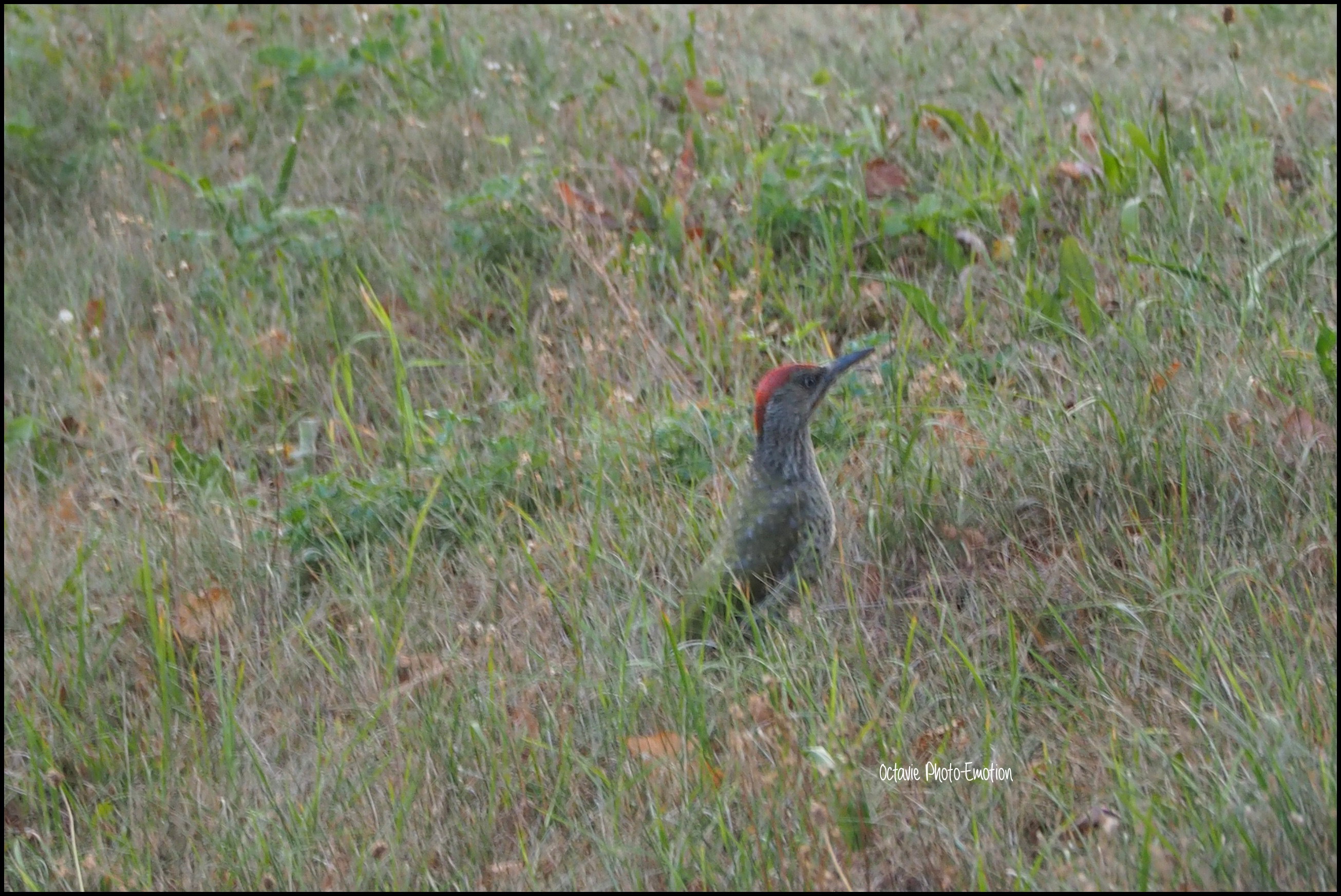 The birds in my garden