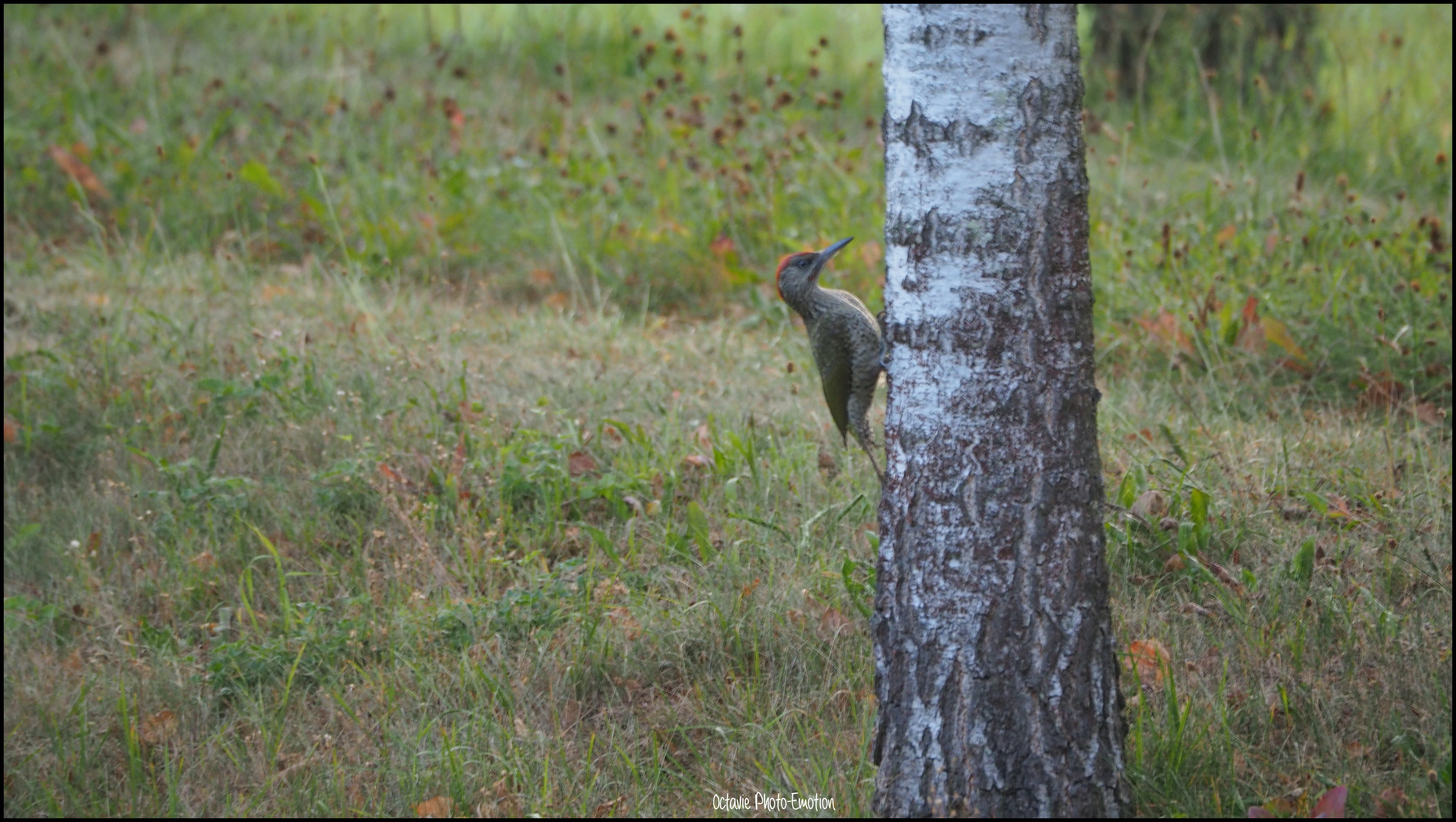 The birds in my garden