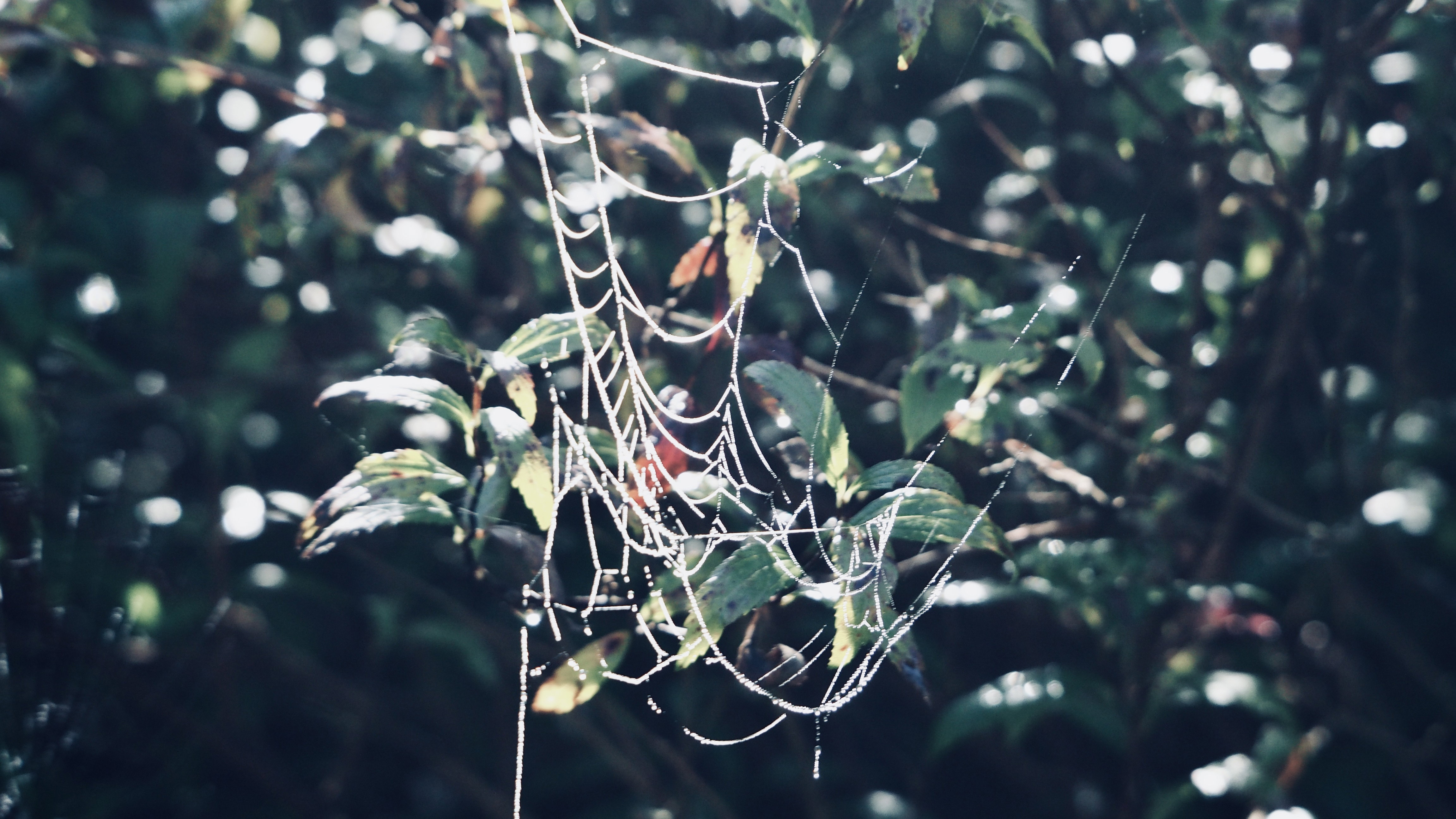 Spider web and dew pearls