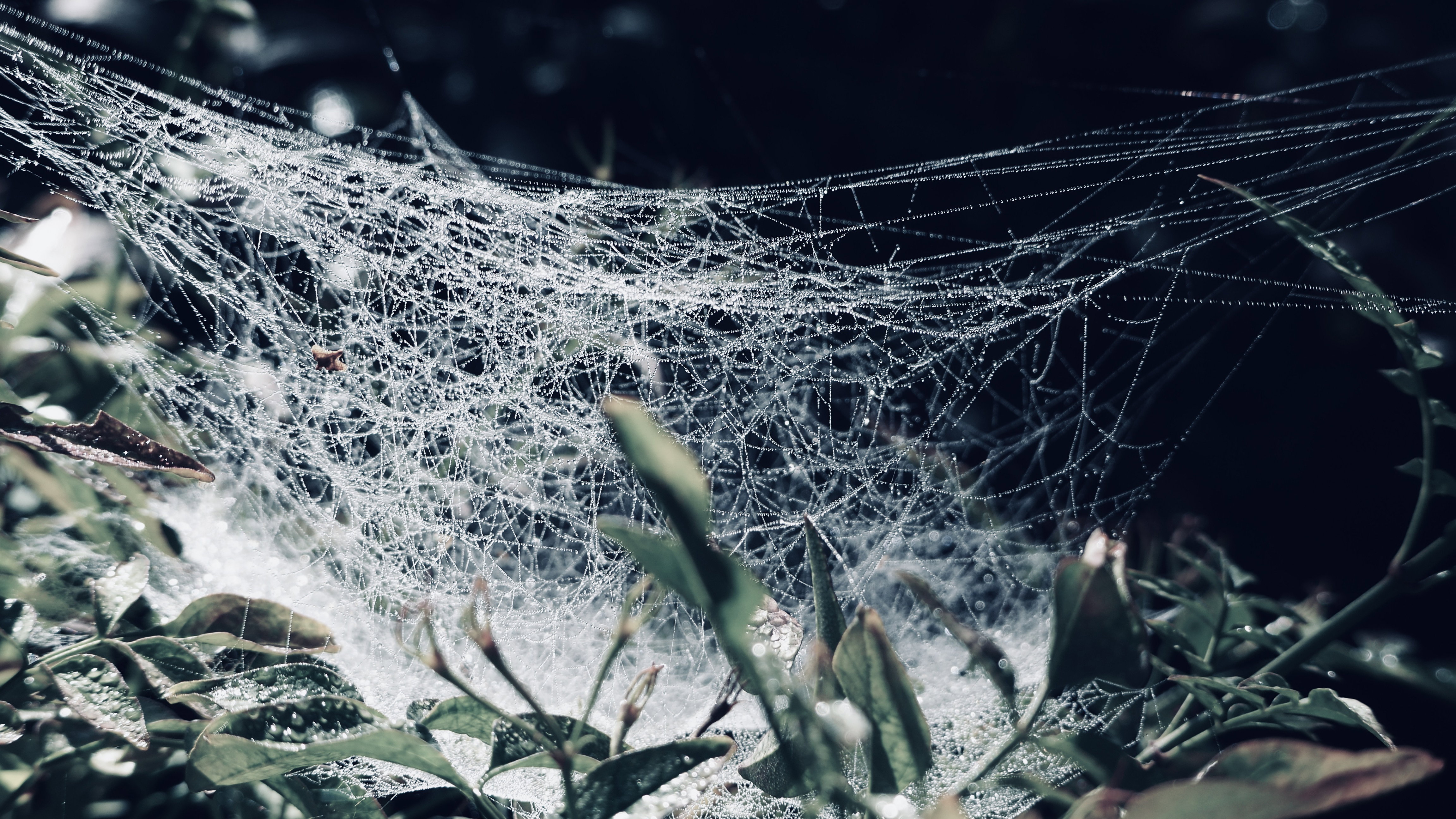 Spider web and dew pearls