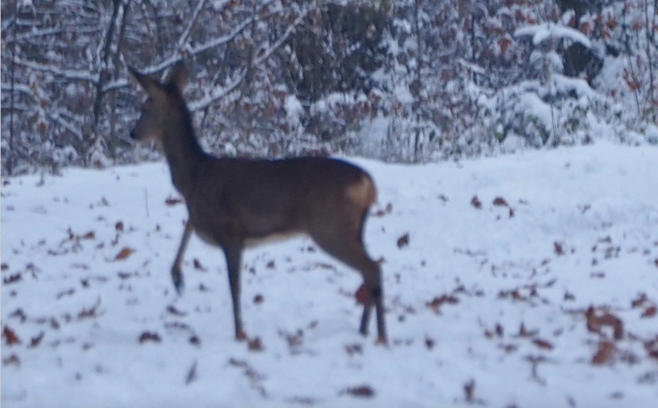 A walk in the forest on a winter day!