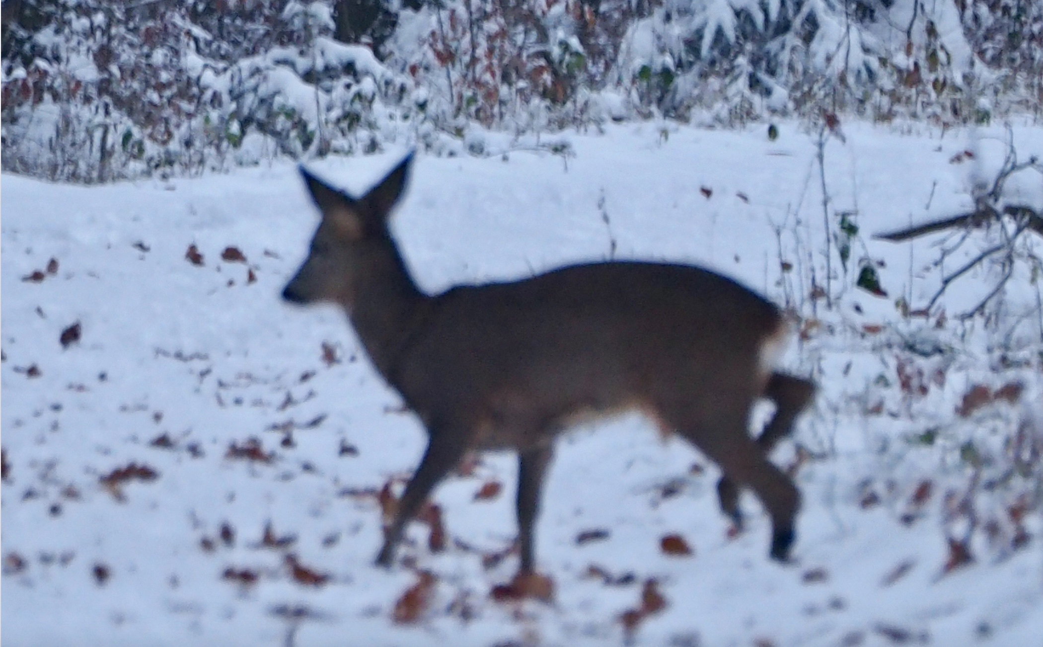 A walk in the forest on a winter day!