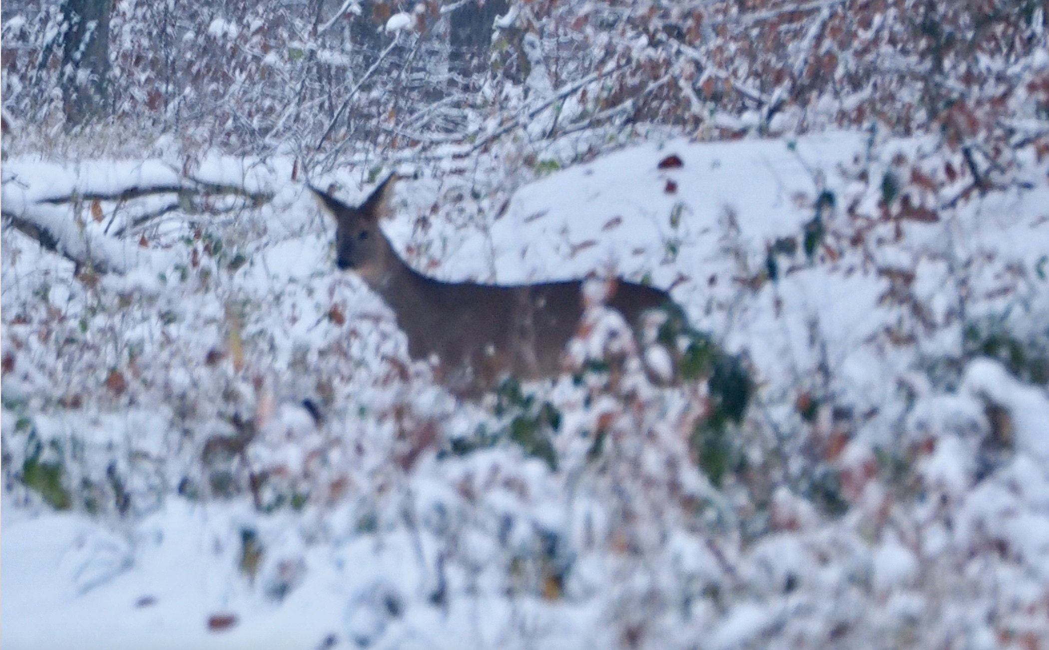 A walk in the forest on a winter day!