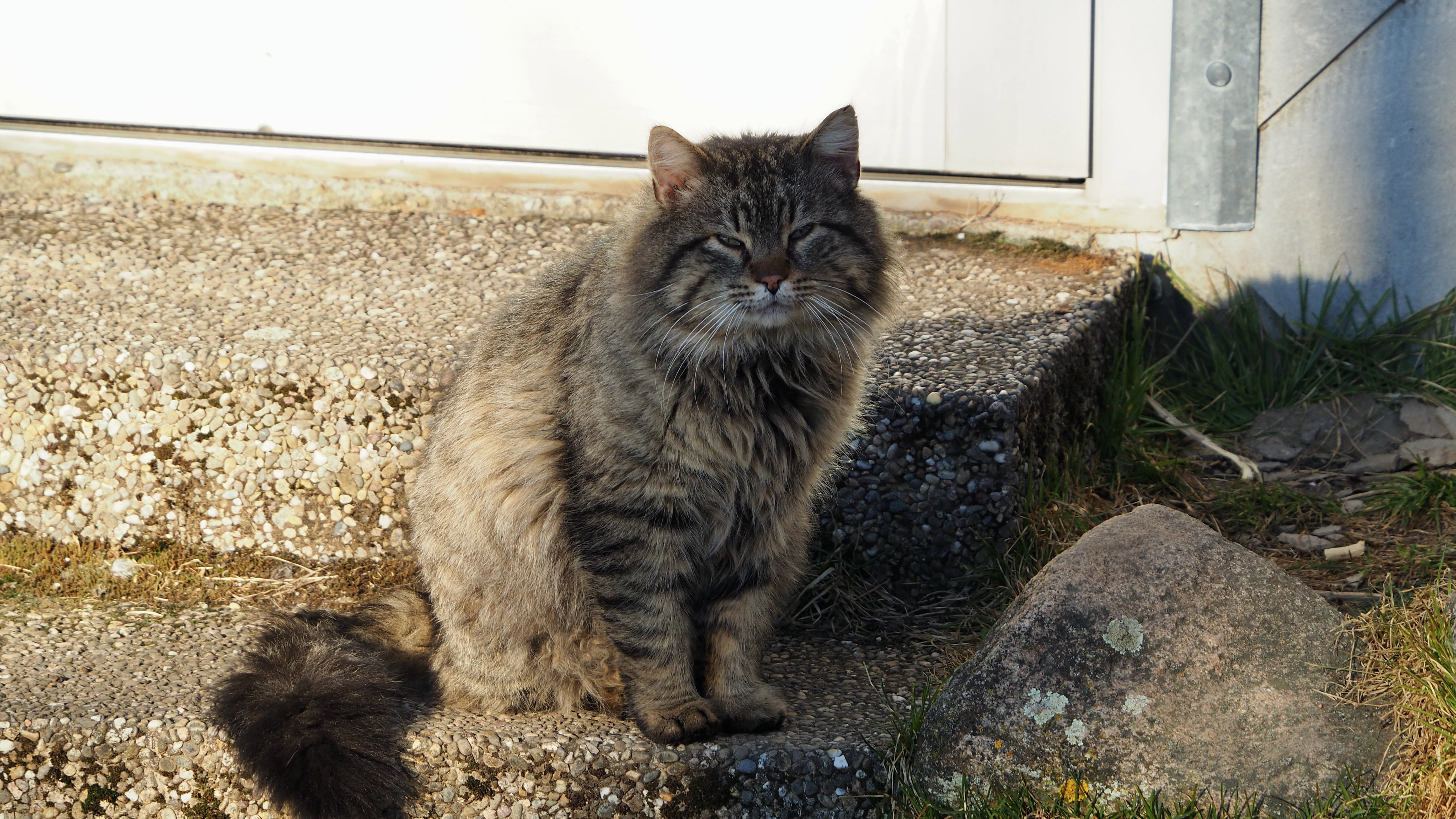 The cat