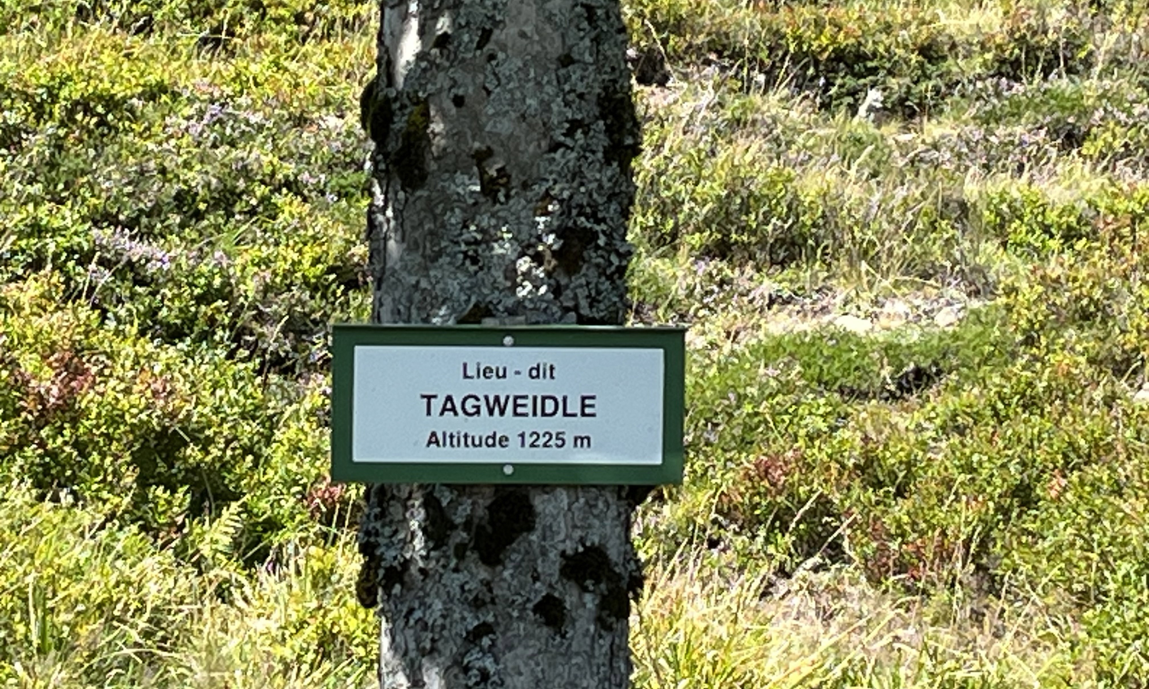 Mountain pasture