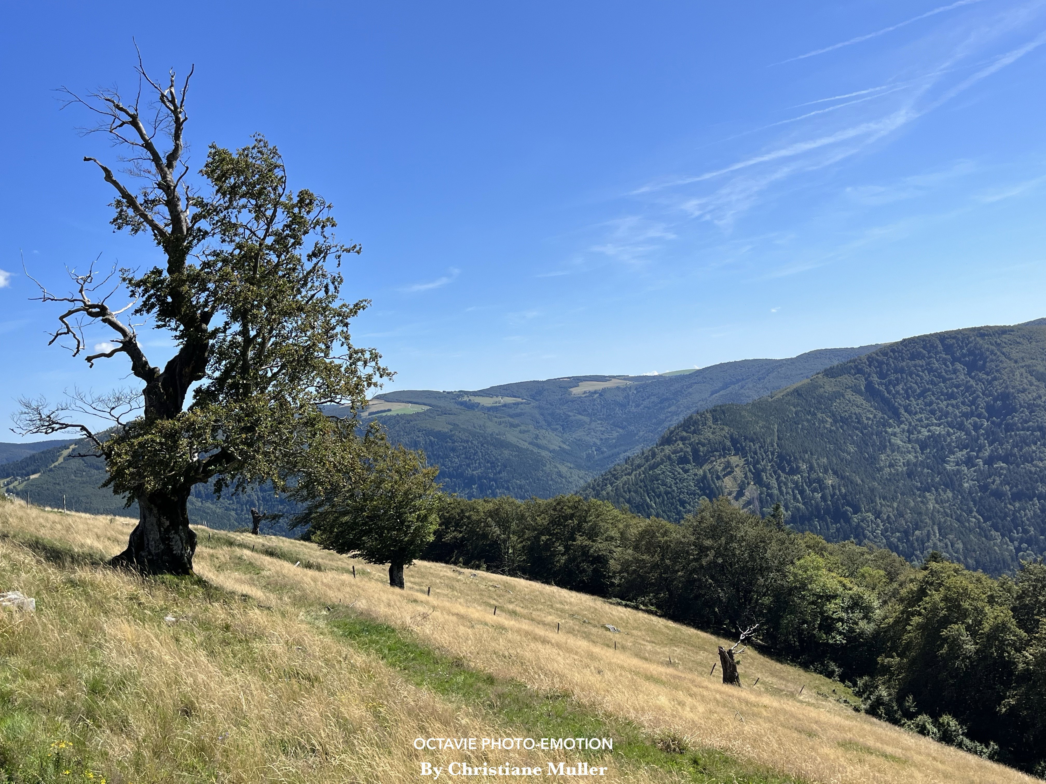 Mountain pasture
