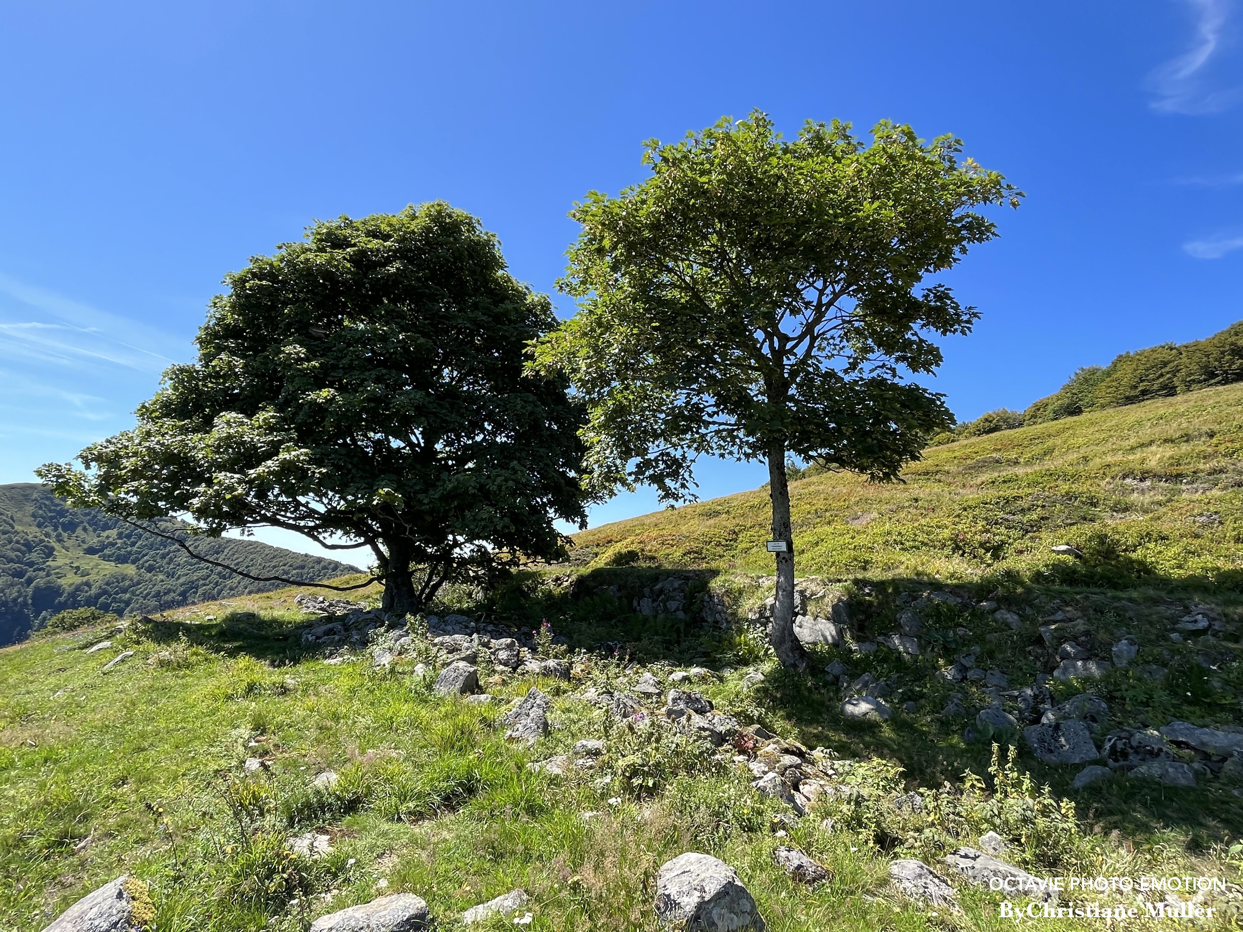 Mountain pasture