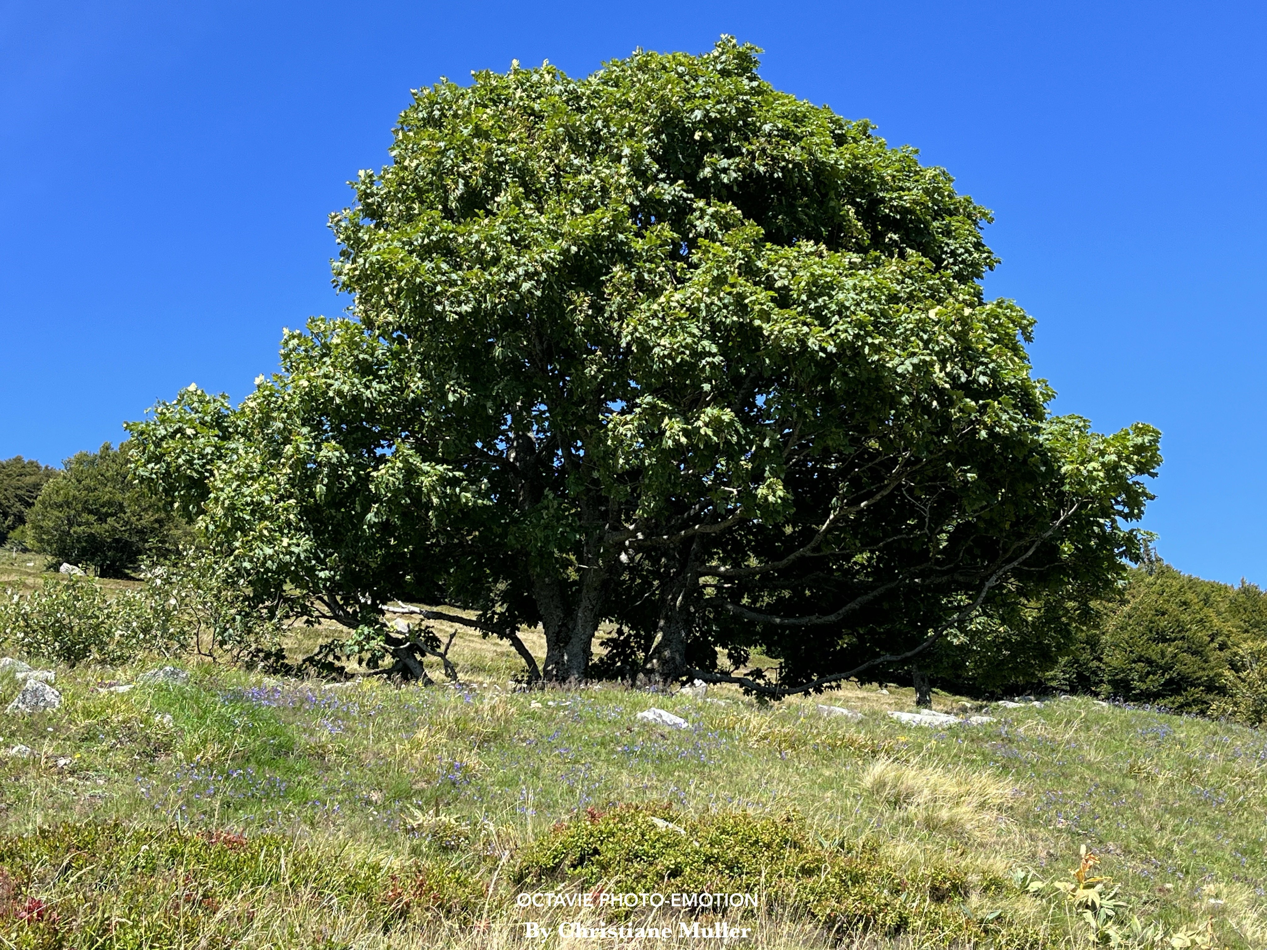 Mountain pasture