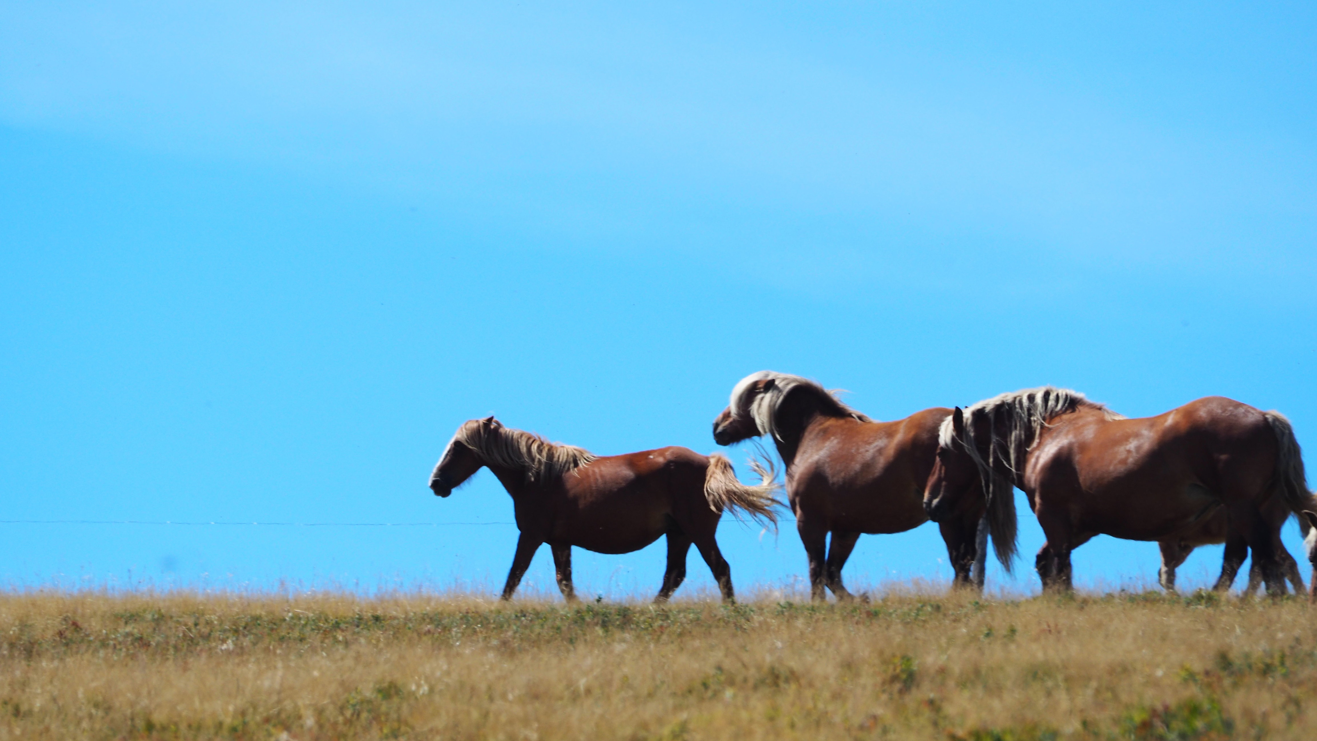 Animals never lack naturalness!