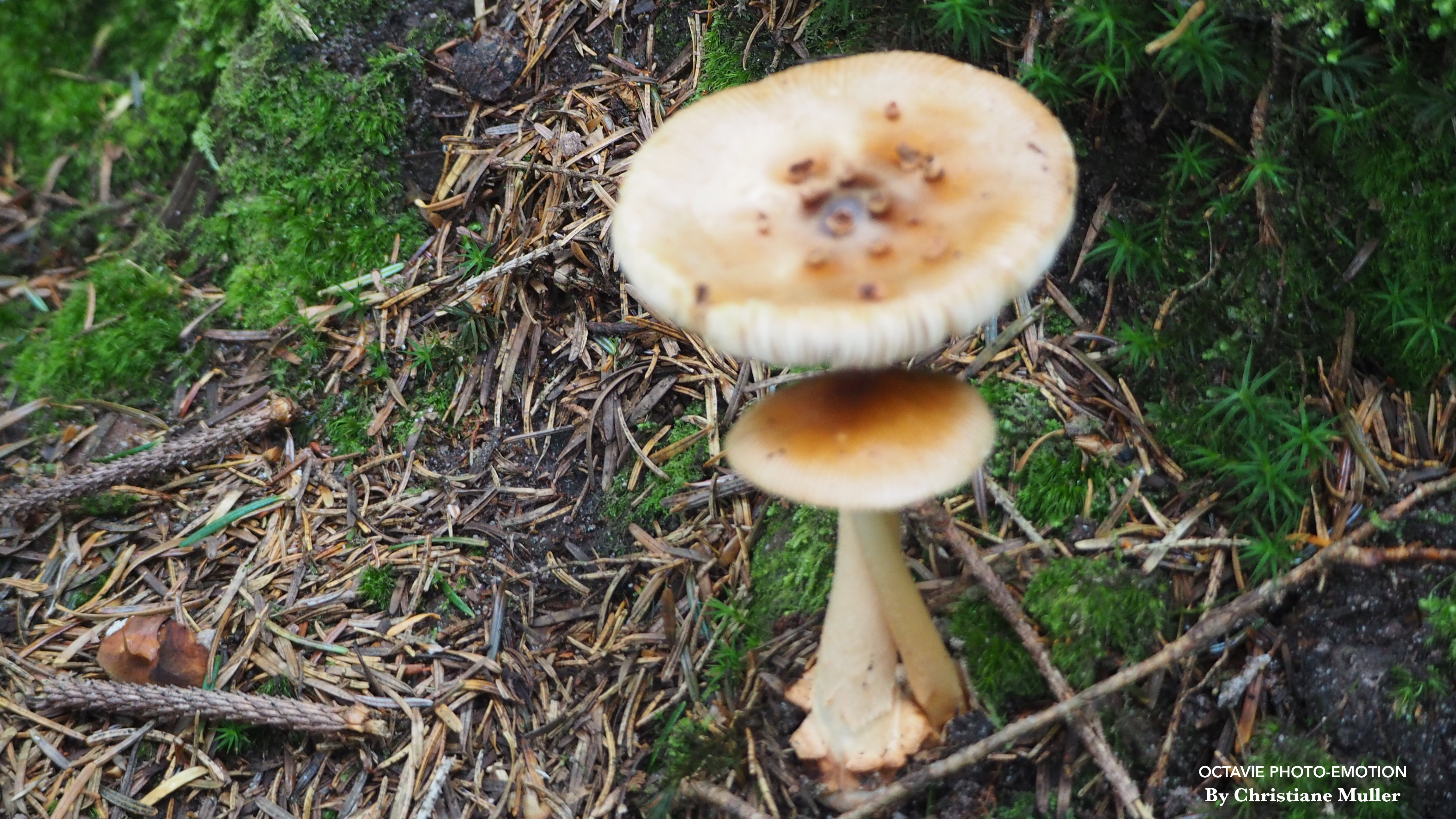Mushrooms are like sins: to eat them, you have to take risks. *