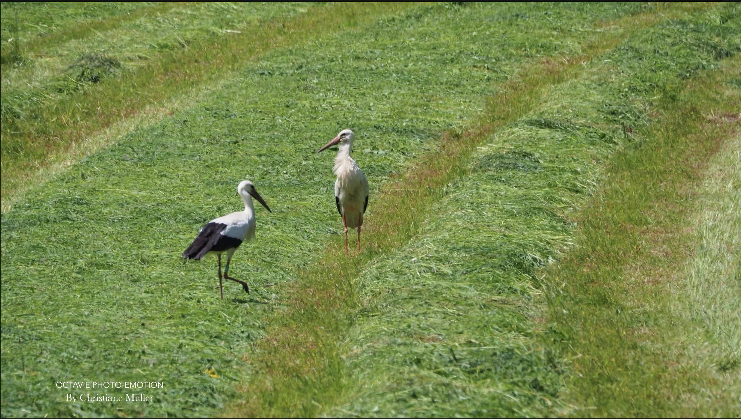 The Alsace stork