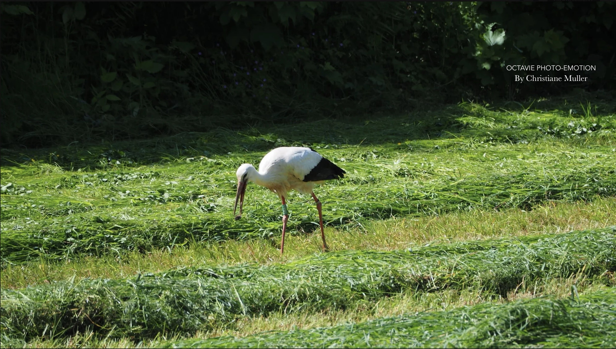 The Alsace stork