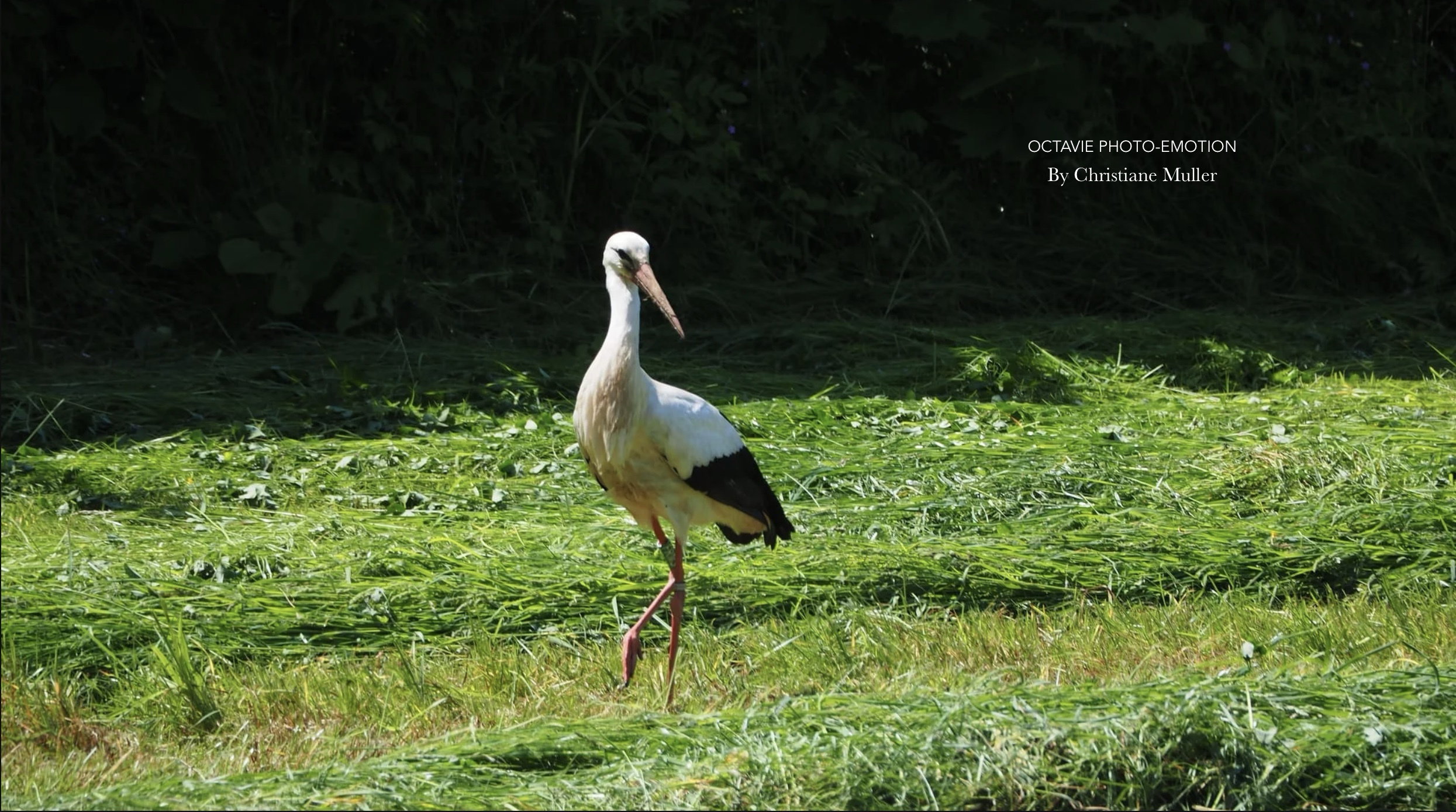 The Alsace stork
