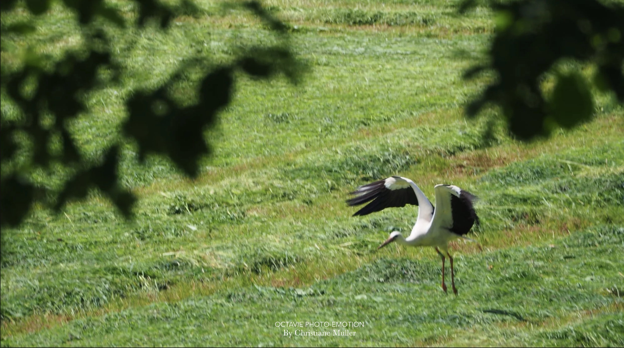 The Alsace stork