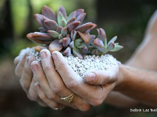 Pumice, Succulent Debra Lee Baldwin San Diego, CA