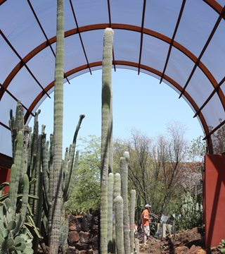  Shade Structure, Succulents, Desert Botanical Garden Debra Lee Baldwin San Diego, CA
