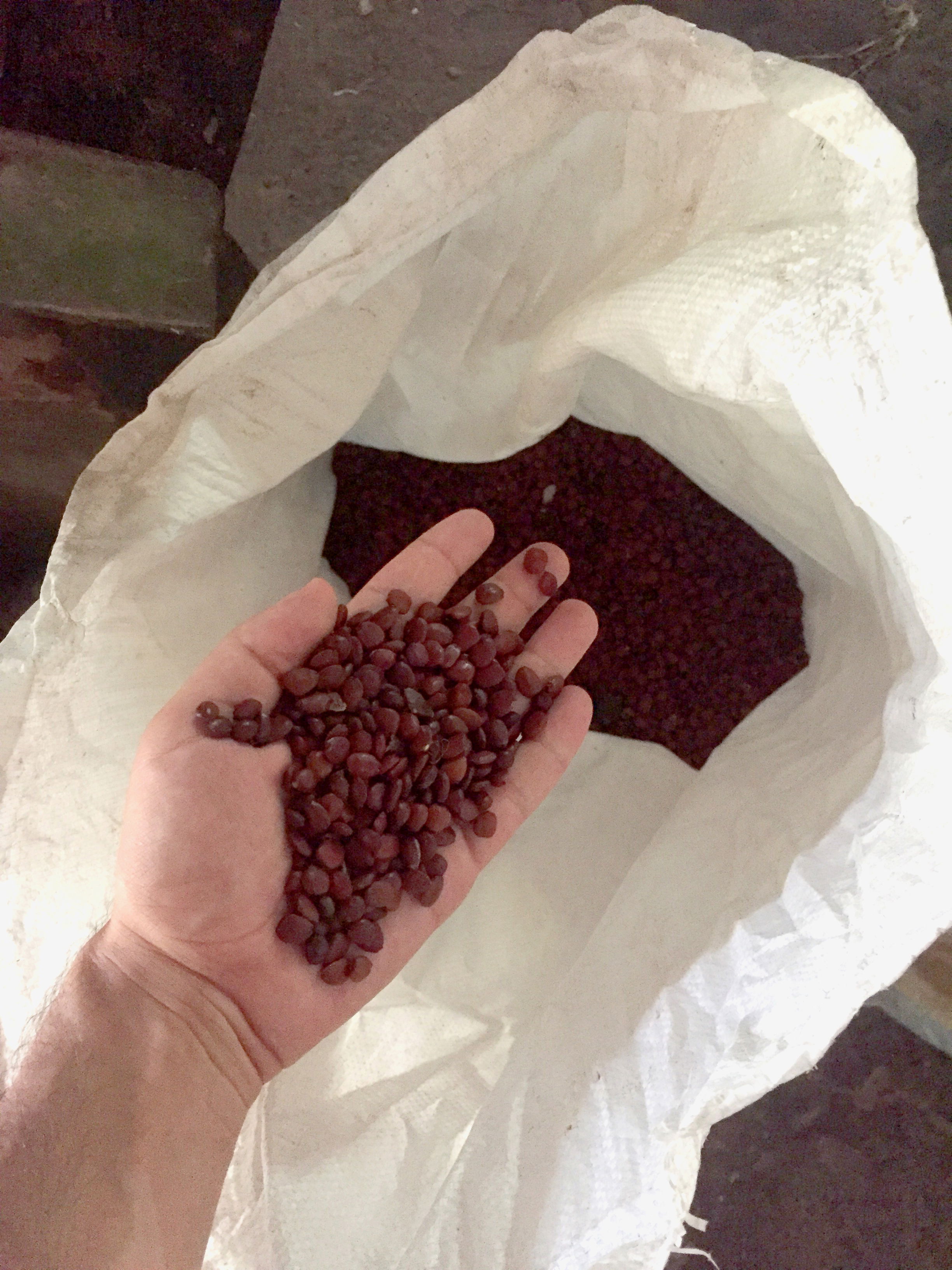 Carob Tree, Kharroub, seeds, spices, lebanon