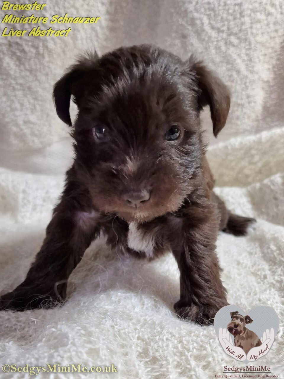 Liver schnauzer hot sale for sale