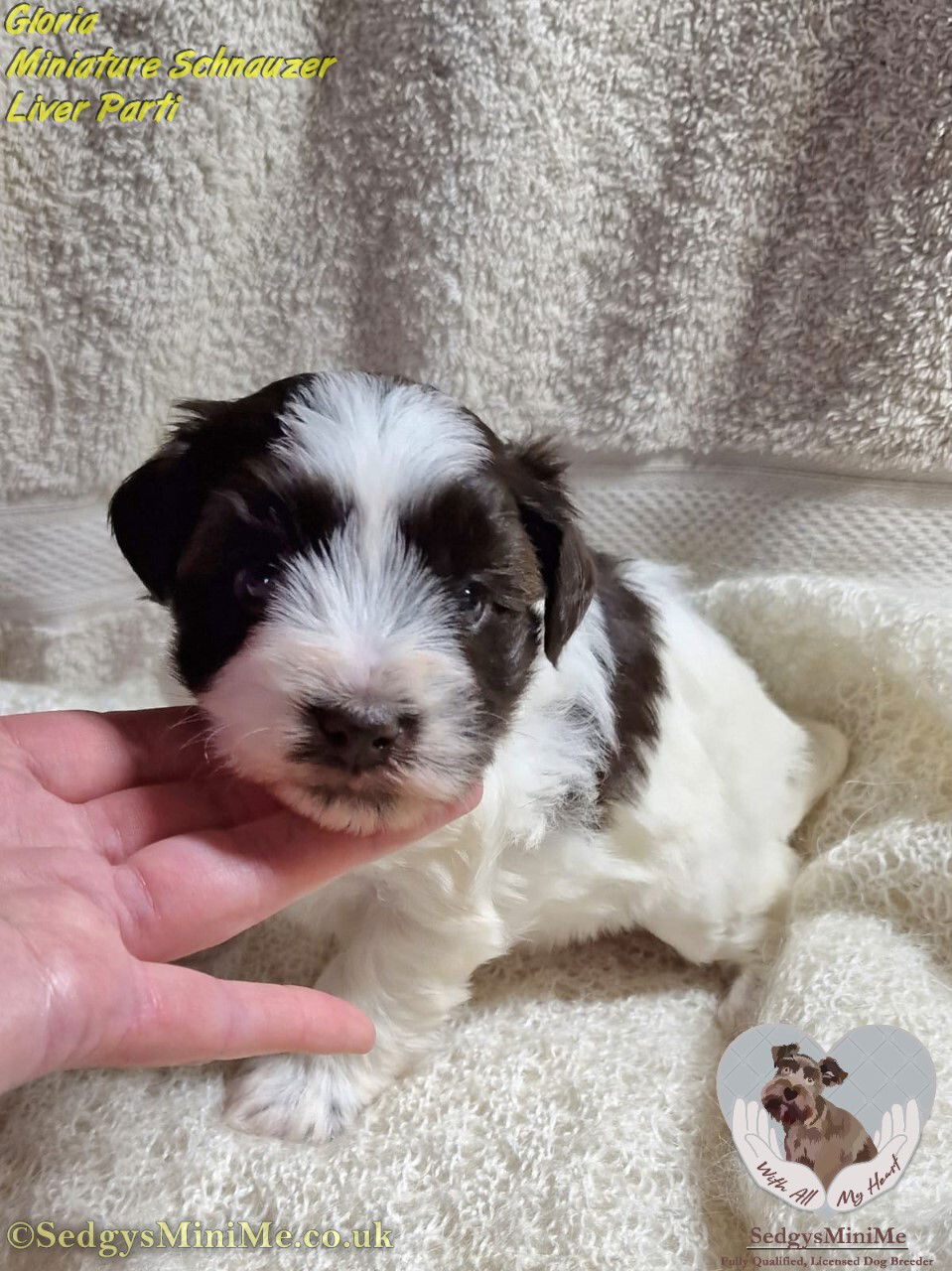 Liver and hot sale white schnauzer