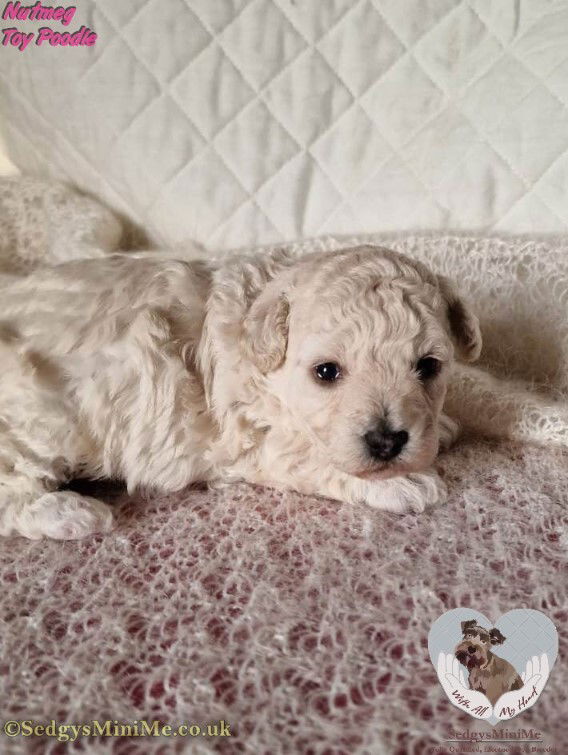 cream toy poodle mum with new born pups