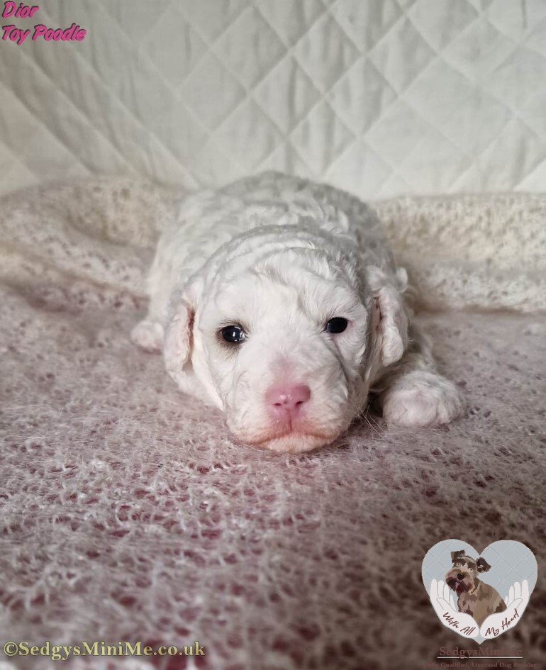 cream toy poodle mum with new born pups