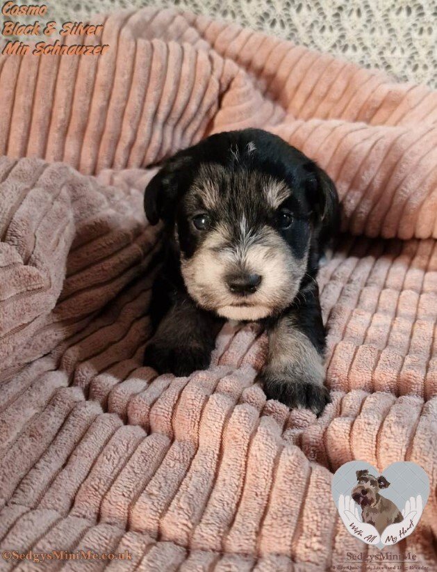 SedgysMiniMe Black and Silver Miniature Schnauzer Puppy